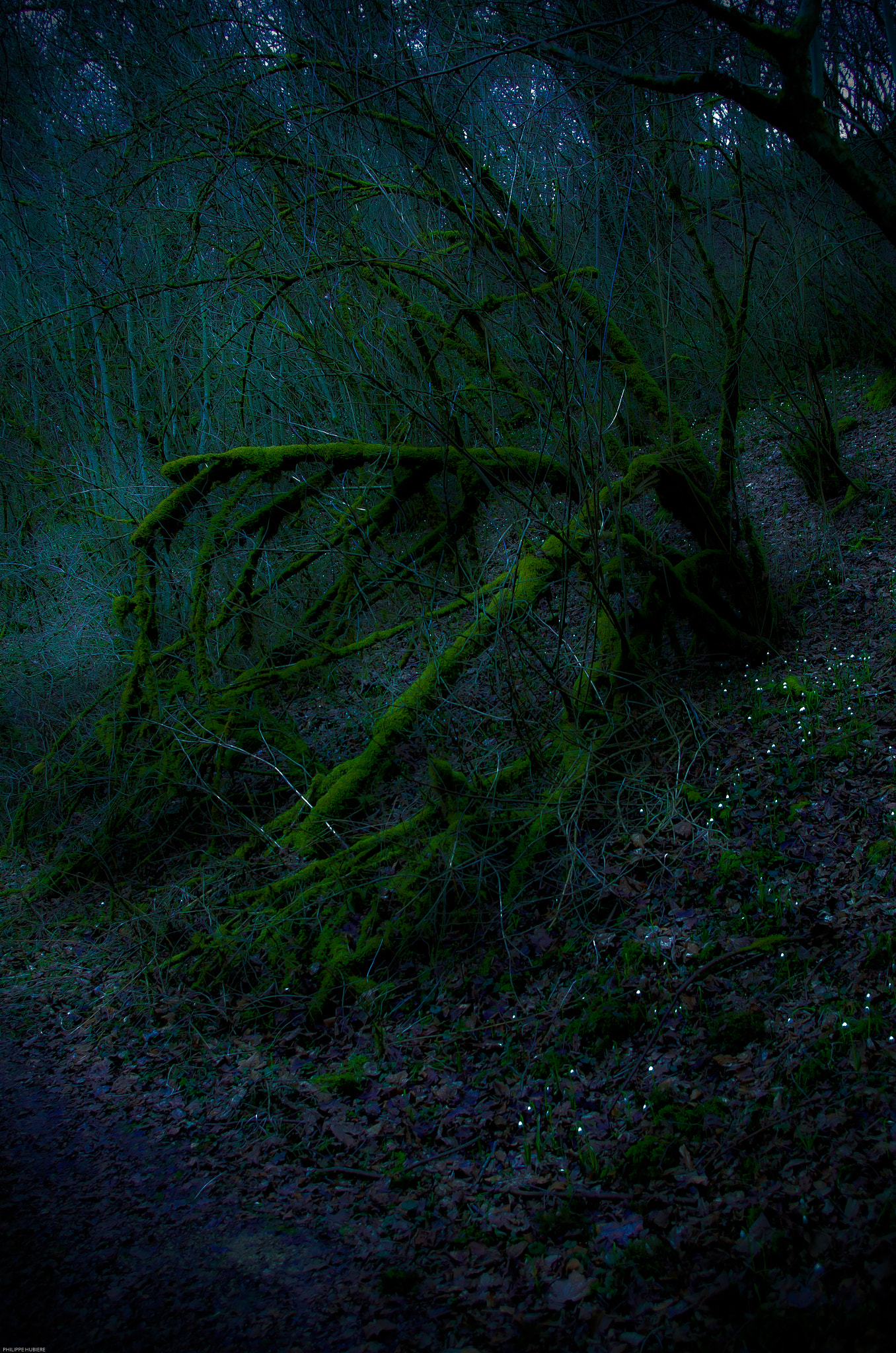 Pentax smc DA 18-55mm F3.5-5.6 AL WR sample photo. Le bois des deuilles photography