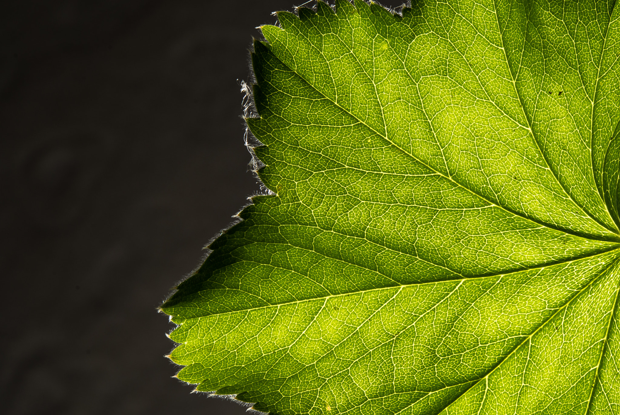 Nikon AF-S Micro-Nikkor 60mm F2.8G ED sample photo. Blatt photography