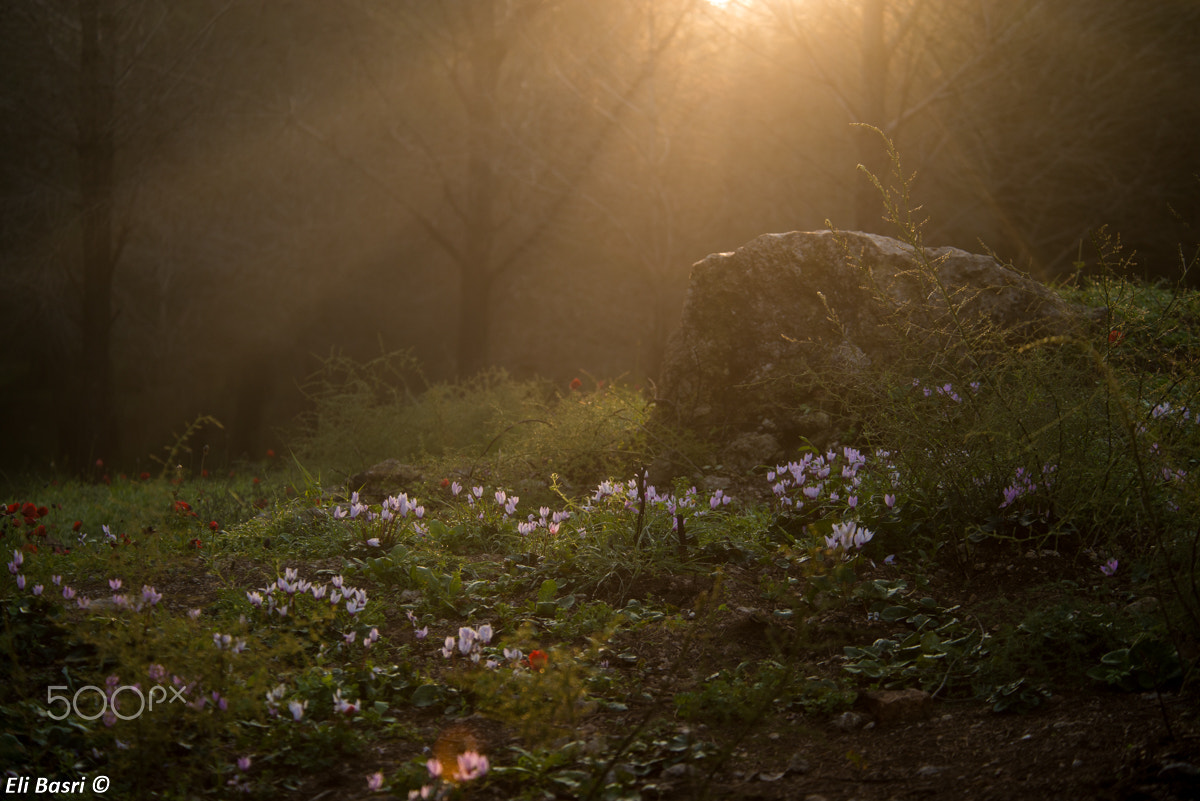 Nikon D800 sample photo. Morning hour photography
