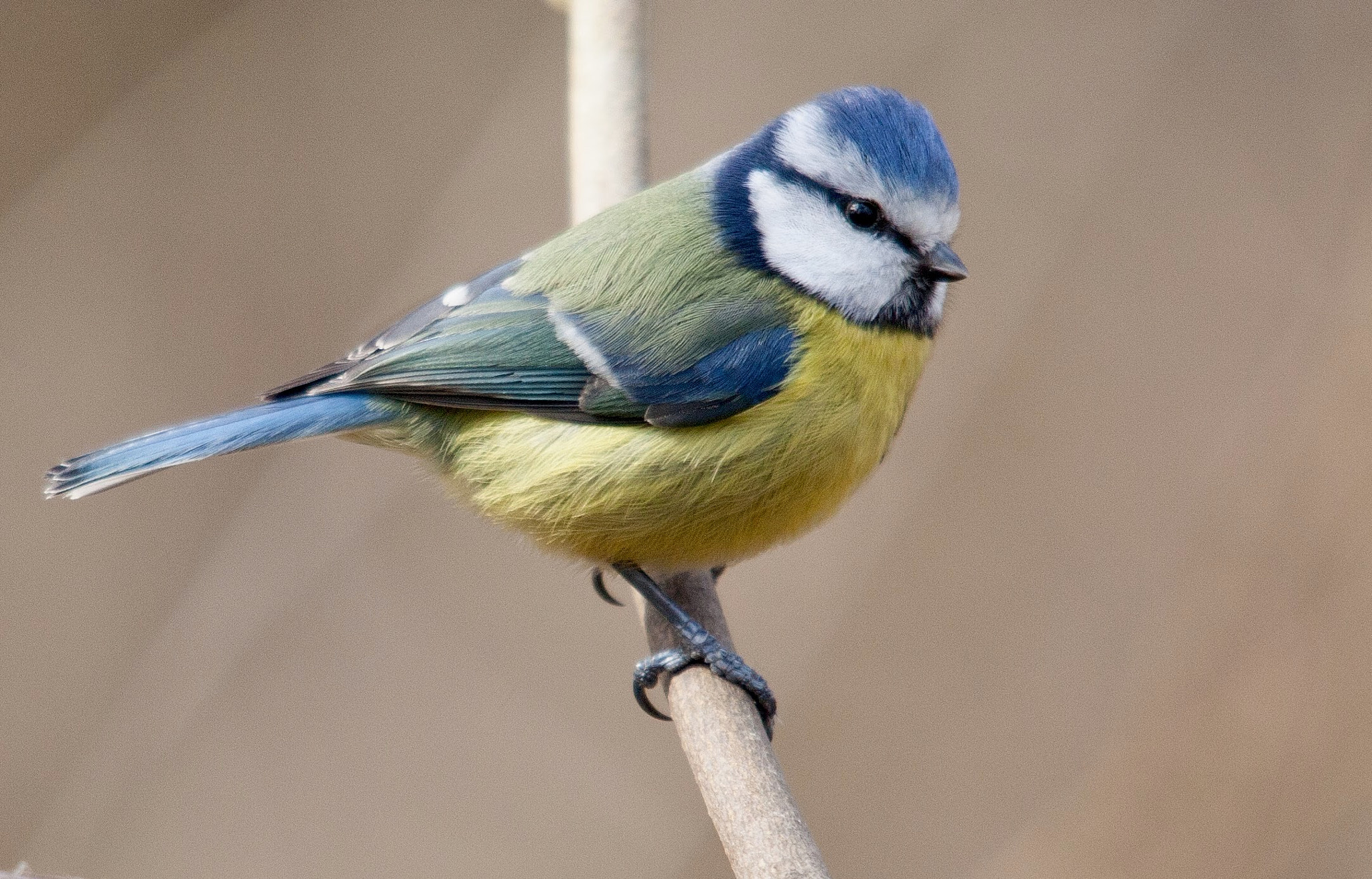 Sigma 150-500mm F5-6.3 DG OS HSM sample photo. A sweet little blue tit, love these little birds, they are so sweet photography