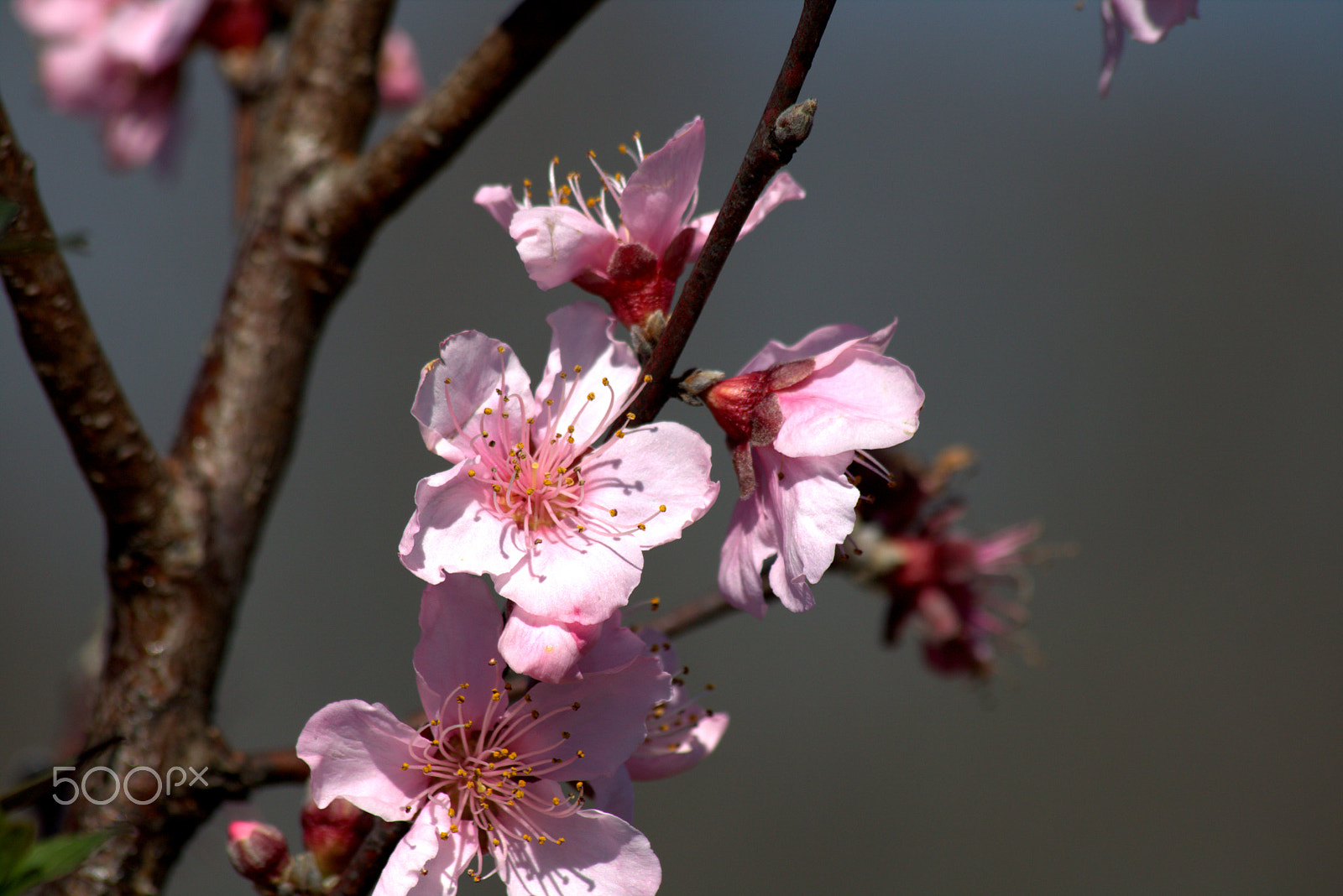 Canon EF 70-300mm F4-5.6 IS USM sample photo. Wild cherry blossam photography