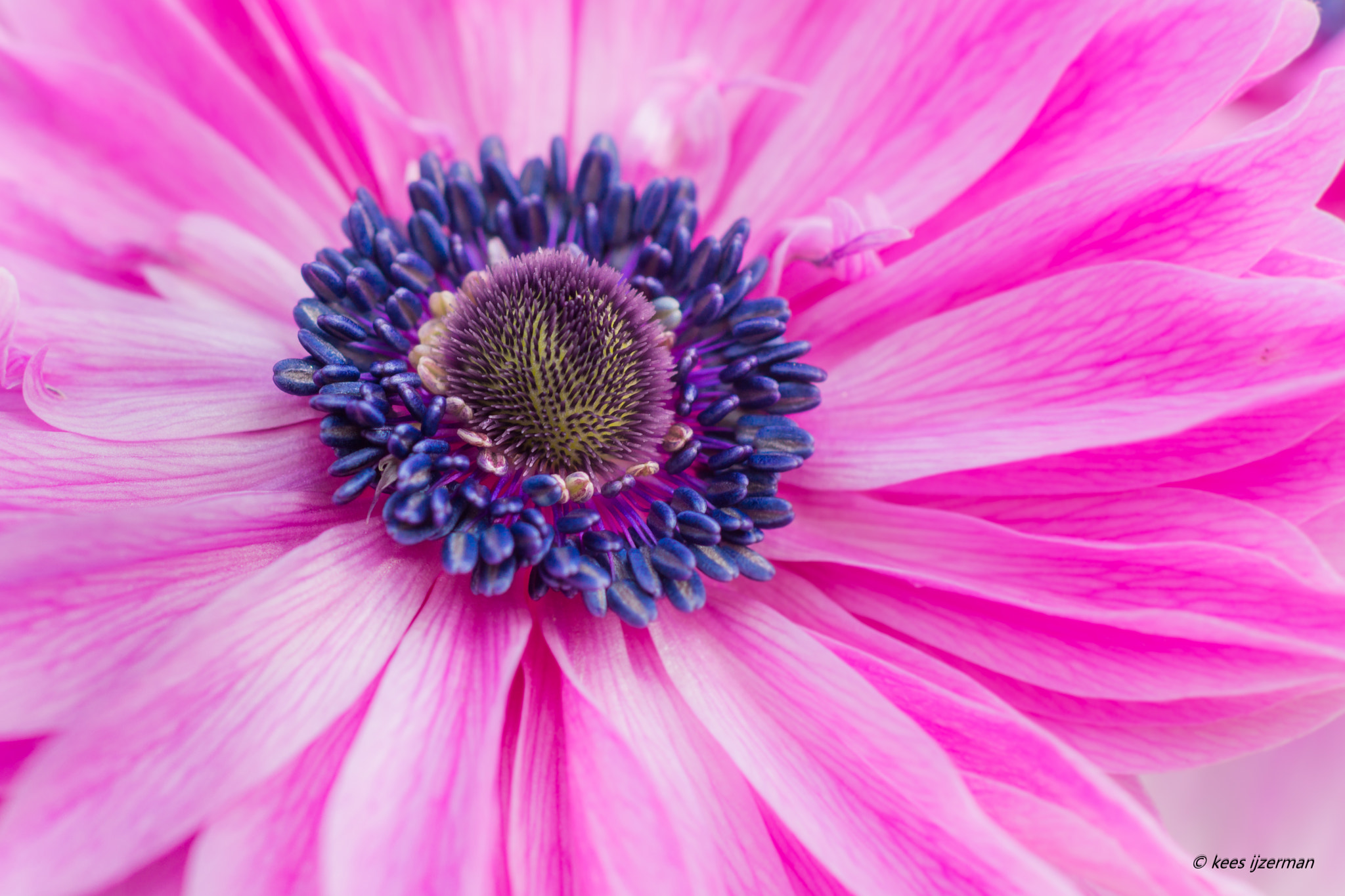 Sony SLT-A77 sample photo. Anemone. photography