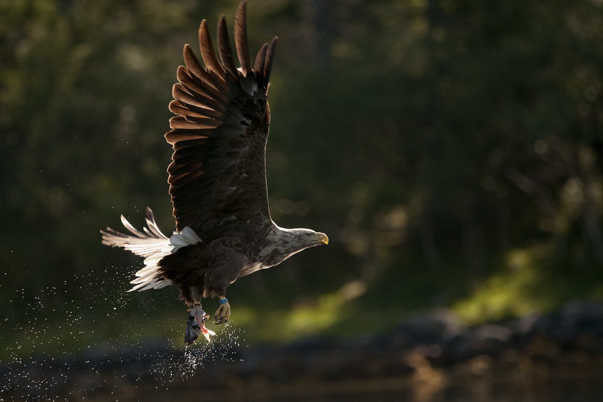 Nikon D300 + Nikon AF-S Nikkor 300mm F4D ED-IF sample photo. Backlit eagle photography