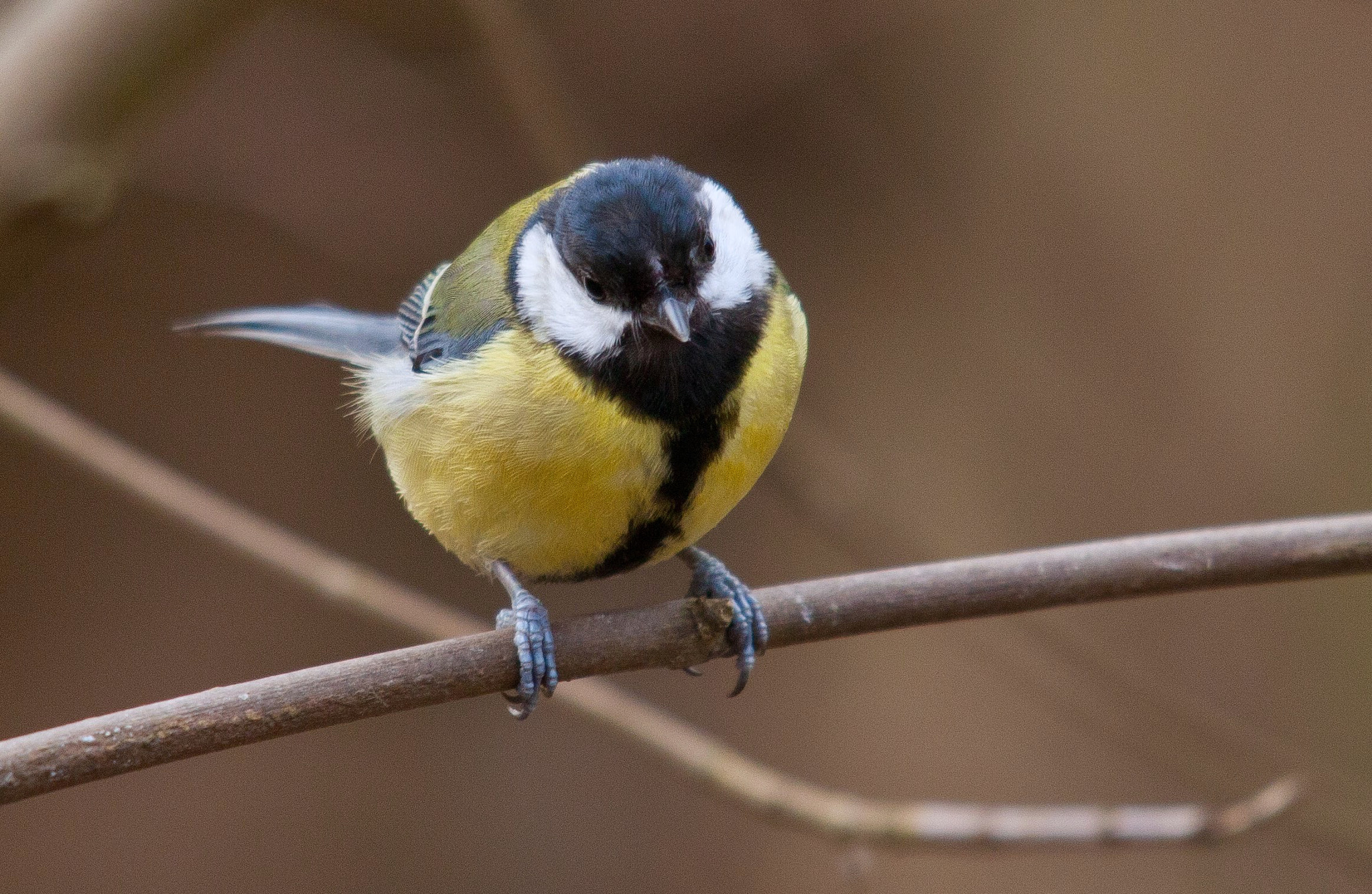 Canon EOS 5D Mark II sample photo. A grumpy great tit, shouting at me take no his picture photography