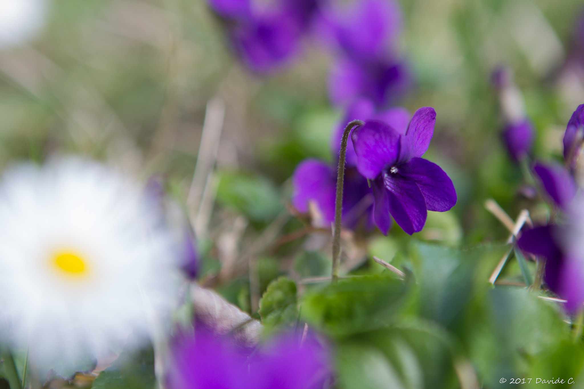 Canon EOS 60D + Canon EF 24-70mm F2.8L USM sample photo. Fiori di campagna photography