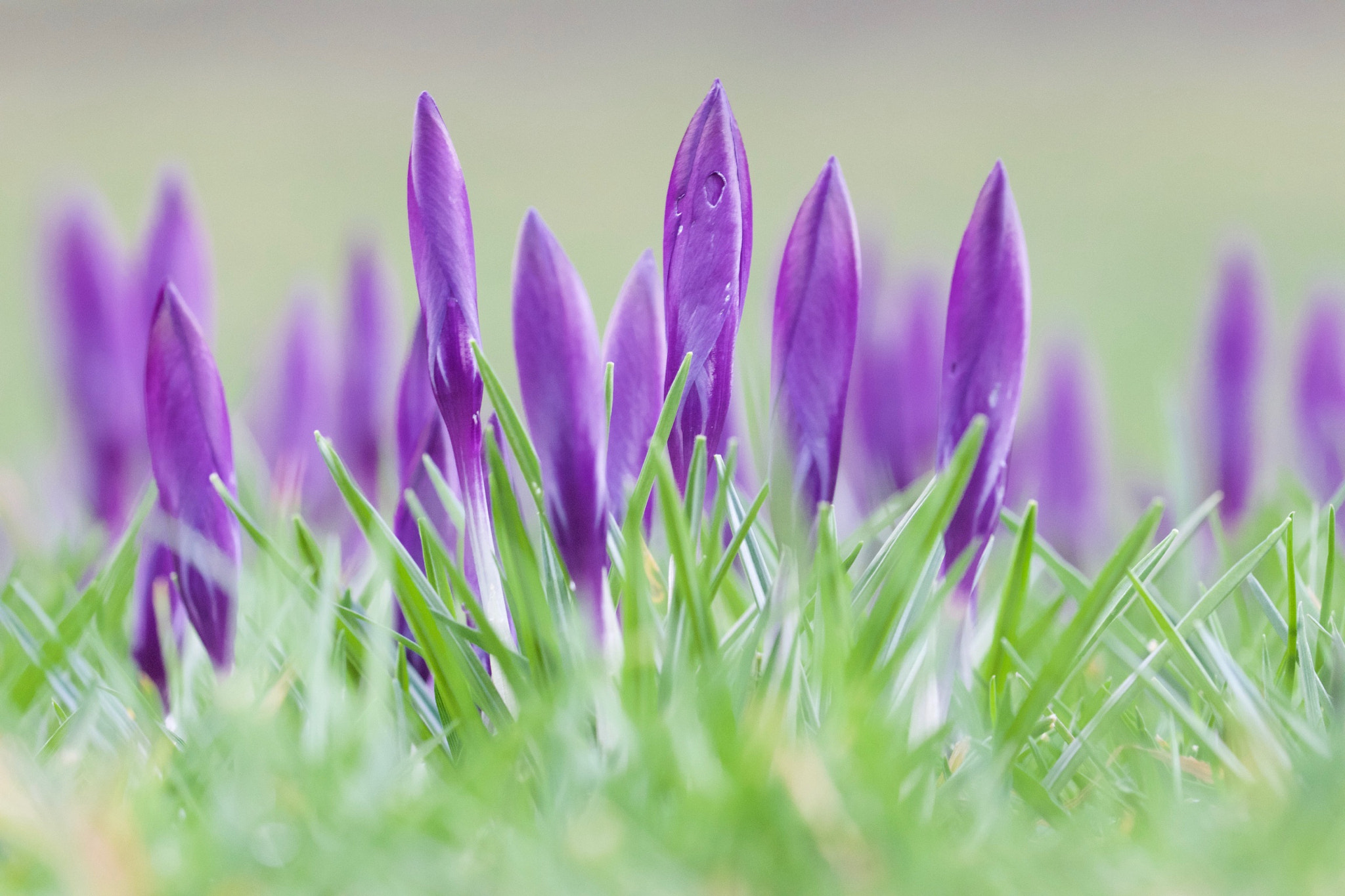 Canon EF 100mm F2.8L Macro IS USM sample photo. Maedow of crocuses photography