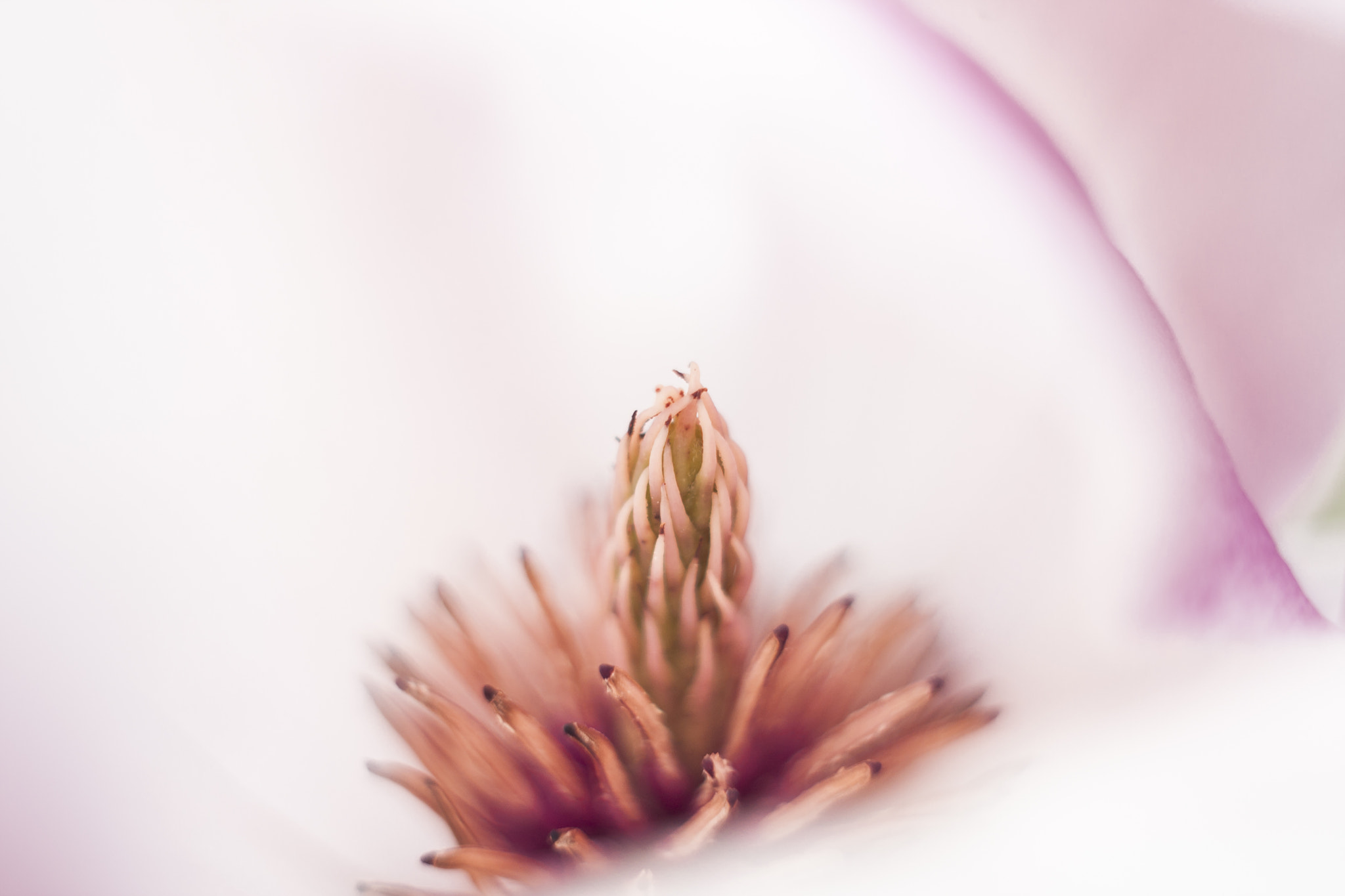 Canon EF 35-80mm f/4-5.6 sample photo. Getting close photography