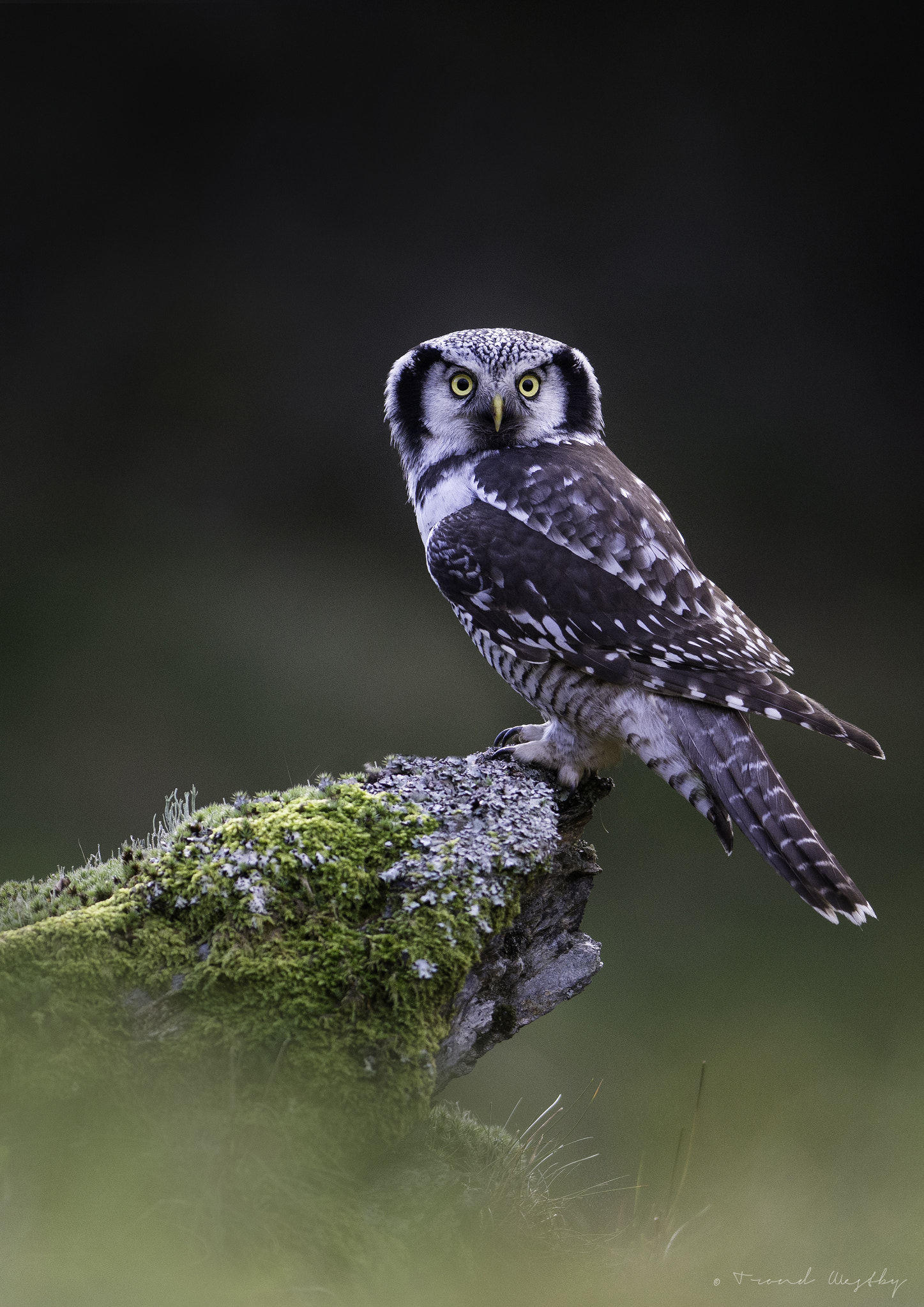 Nikon AF-S Nikkor 300mm F2.8G ED VR II sample photo. Hawk owl photography