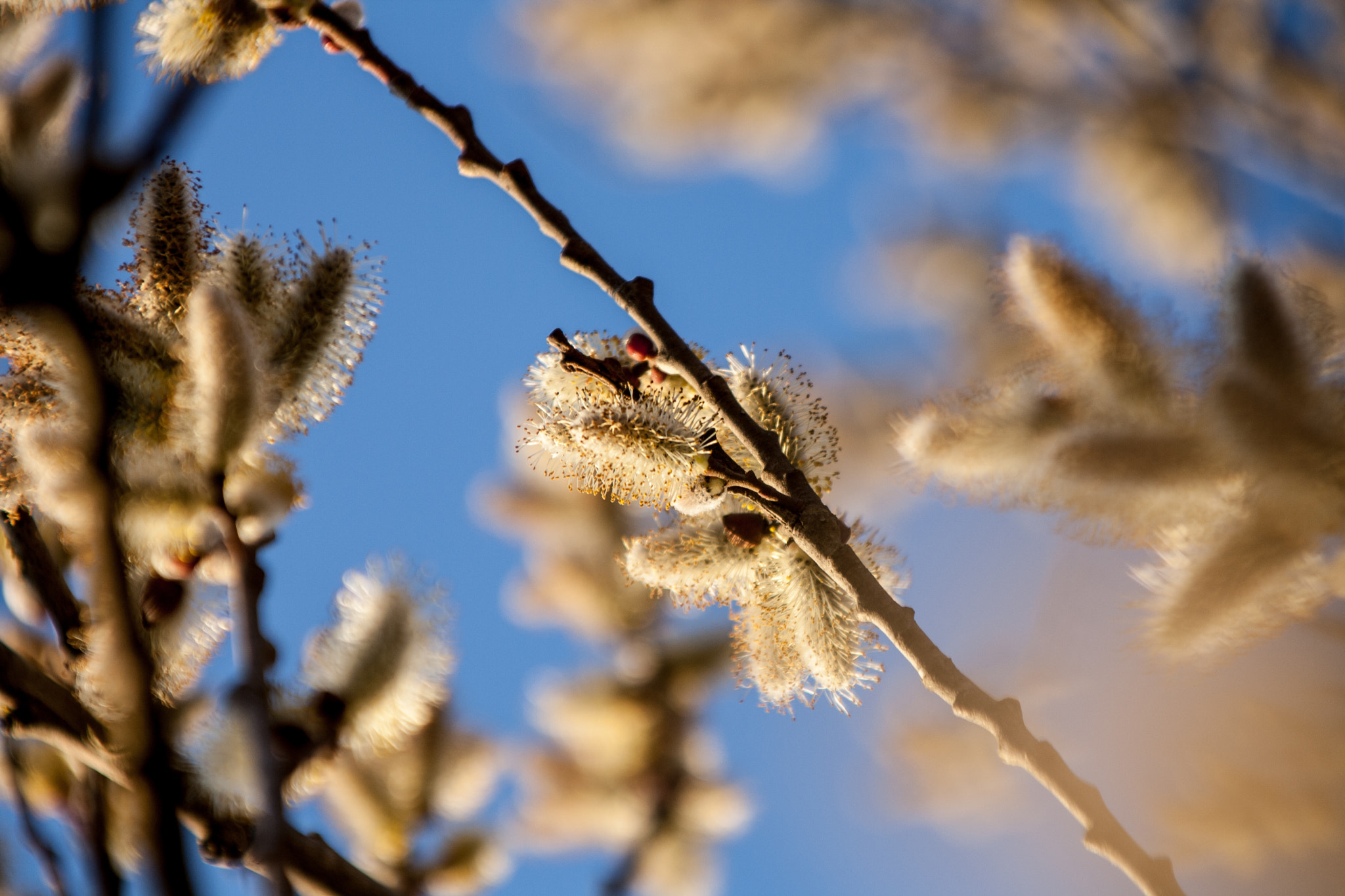 Canon TS-E 90mm F2.8 Tilt-Shift sample photo. Try to see good in all things photography