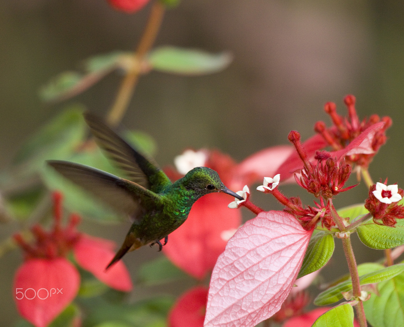 Canon EOS 50D + Canon EF 100-400mm F4.5-5.6L IS USM sample photo. Getting nectar photography