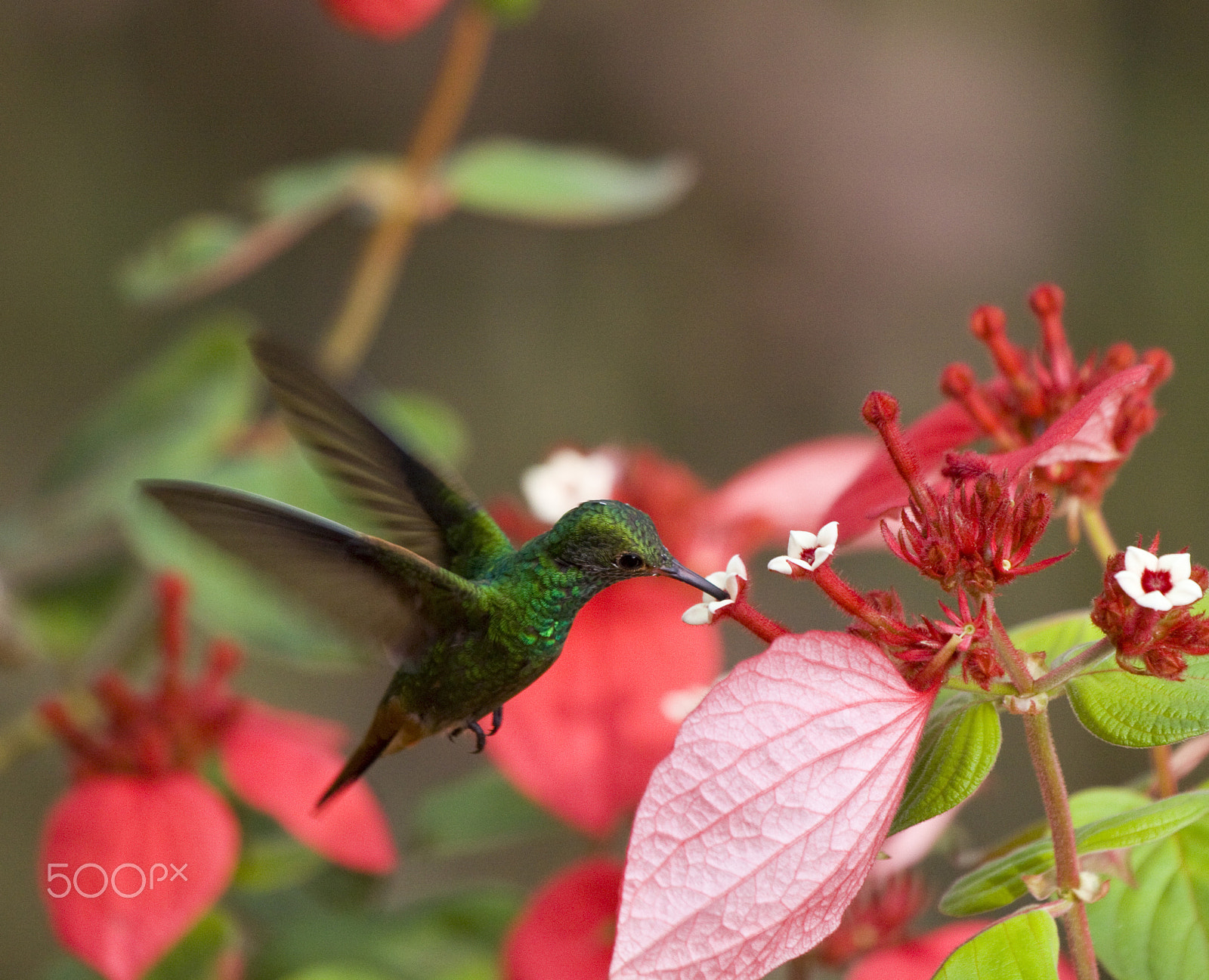 Canon EF 100-400mm F4.5-5.6L IS USM sample photo. Getting nectar photography