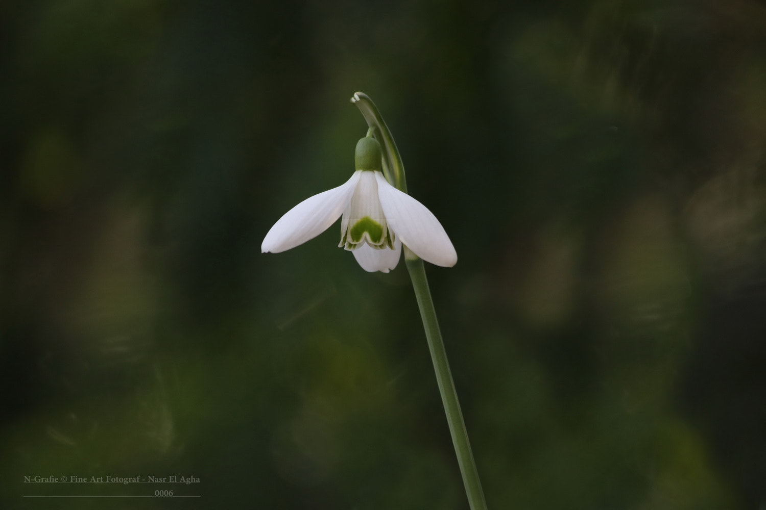 Canon EF 70-300mm F4-5.6 IS USM sample photo. Galanthus photography