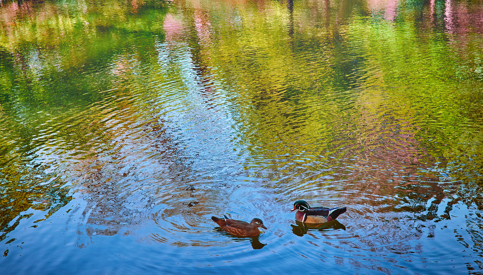 Fujifilm X-T1 + ZEISS Touit 32mm F1.8 sample photo. Ducks on a pond photography