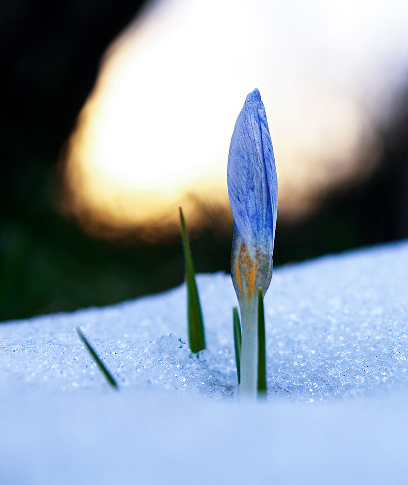 Olympus E-30 sample photo. Snowdrop kardelen photography