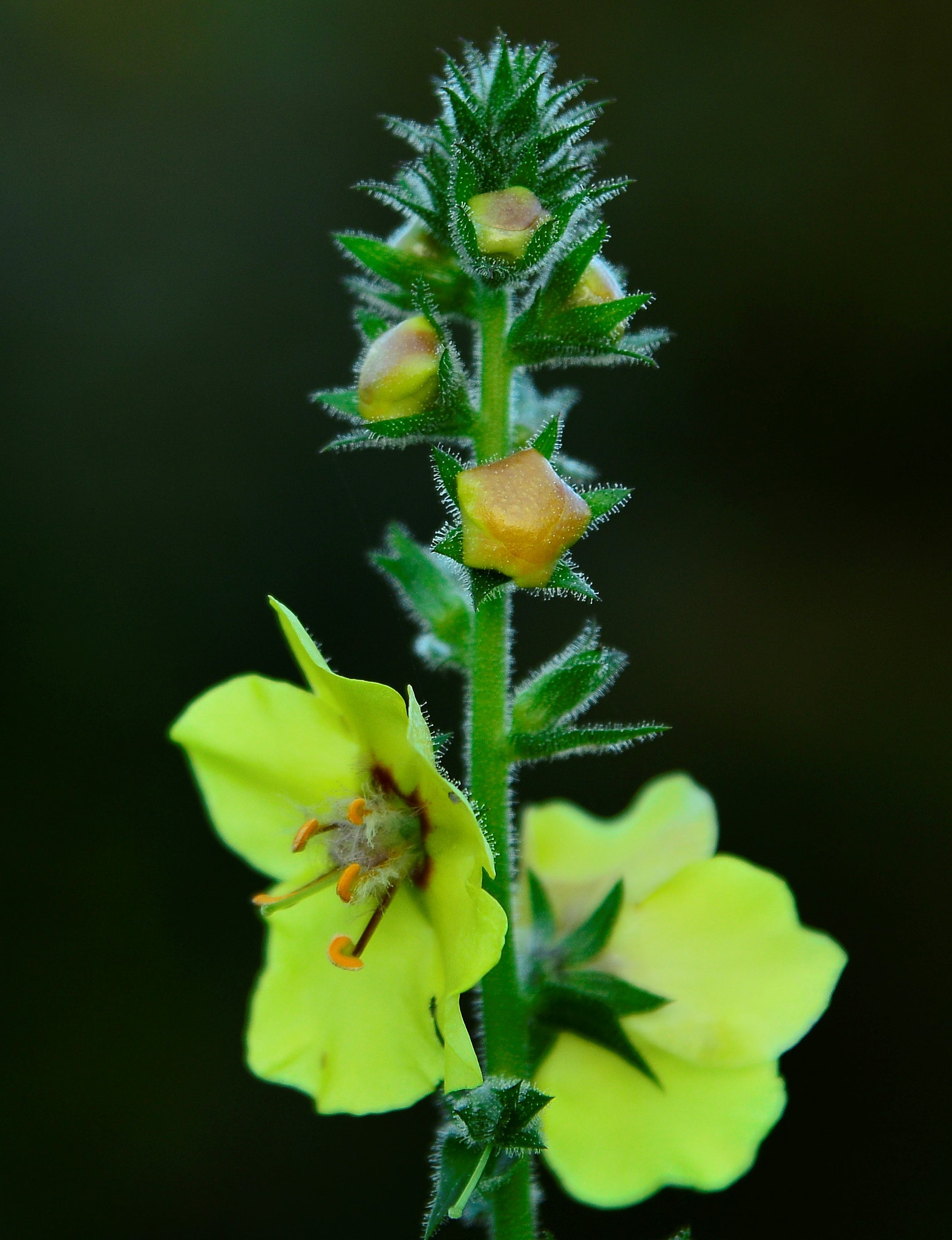 Sigma 24-70mm F2.8 EX DG HSM sample photo. () photography