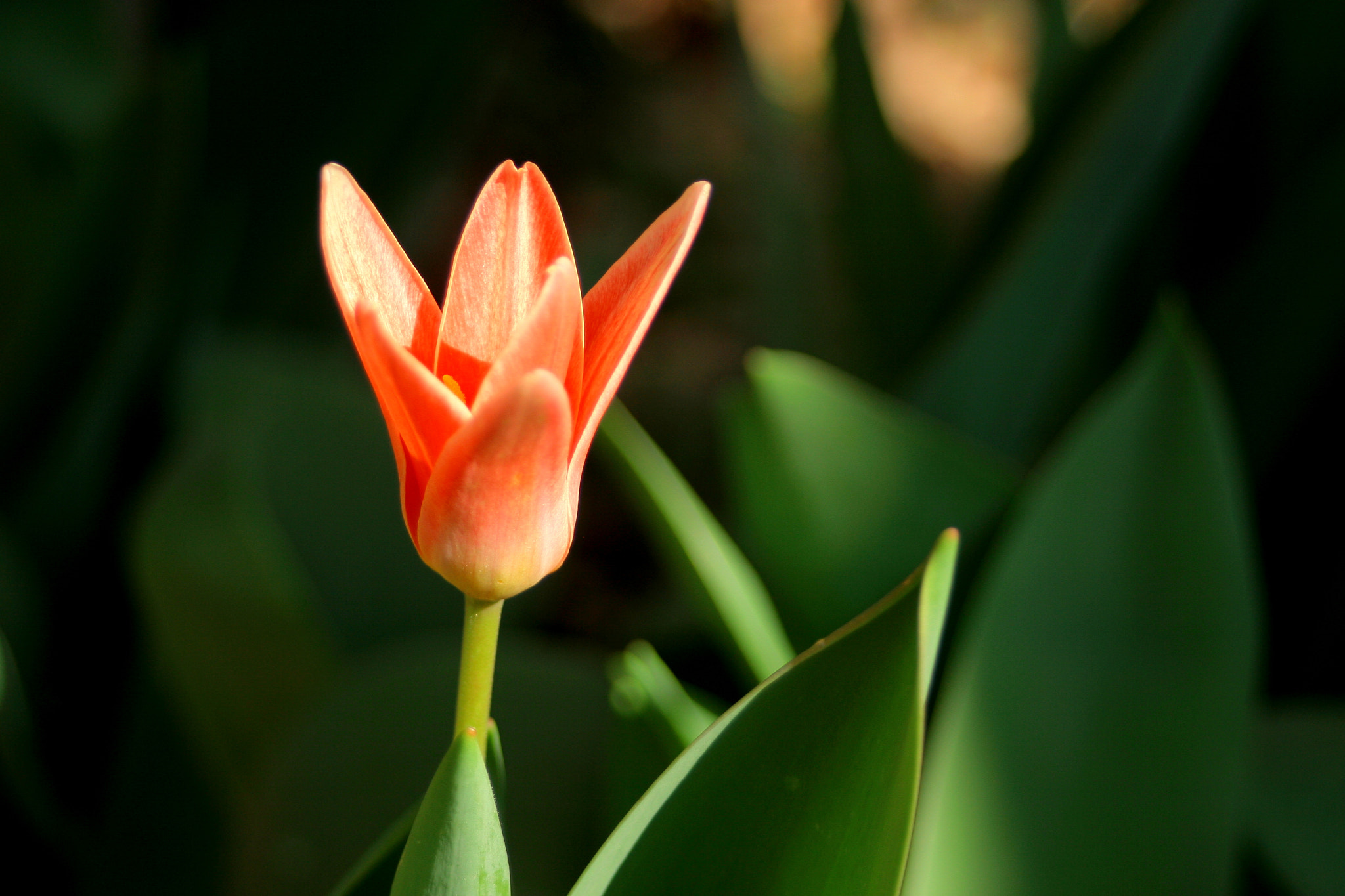 Canon EF 28-80mm f/3.5-5.6 USM IV sample photo. Red flower photography