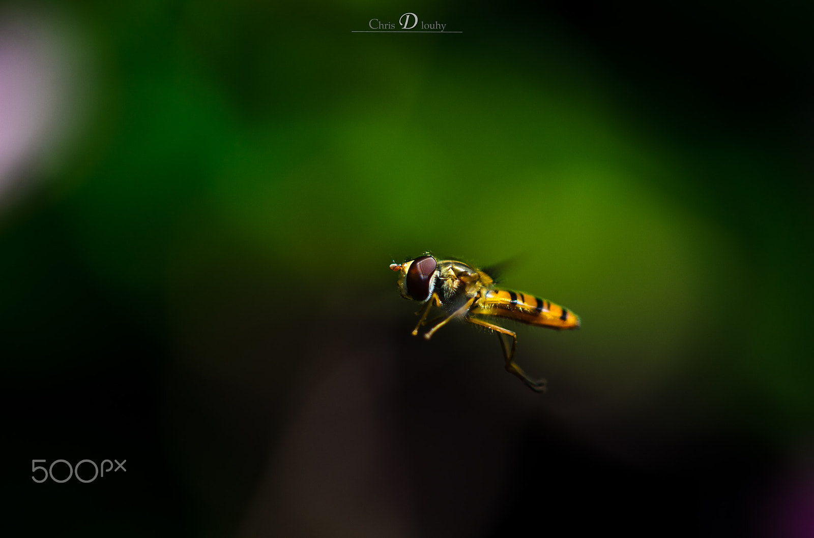 Sigma 105mm F2.8 EX DG OS HSM sample photo. Fly to be free... photography