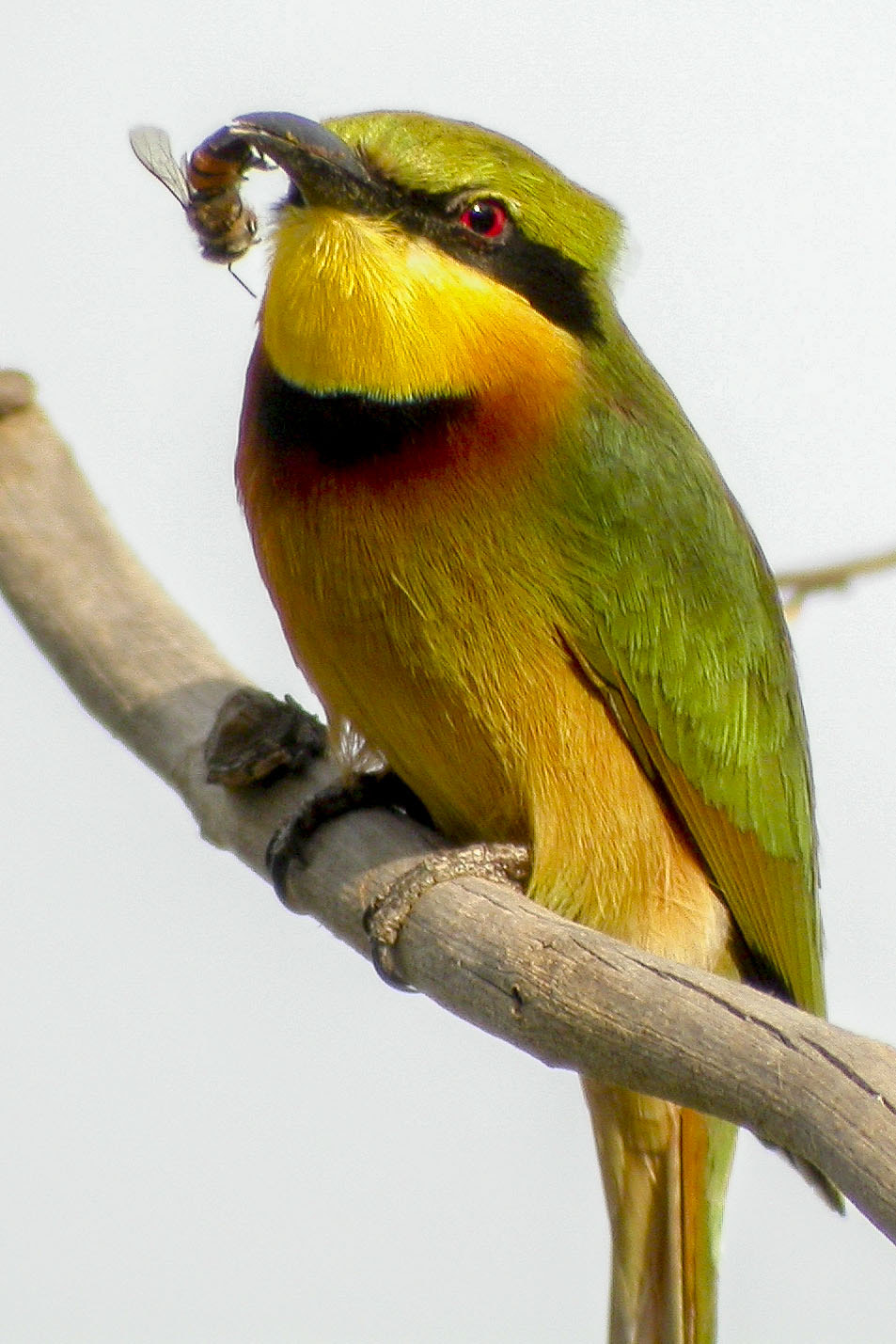 Nikon E4500 sample photo. Little bee-eater photography