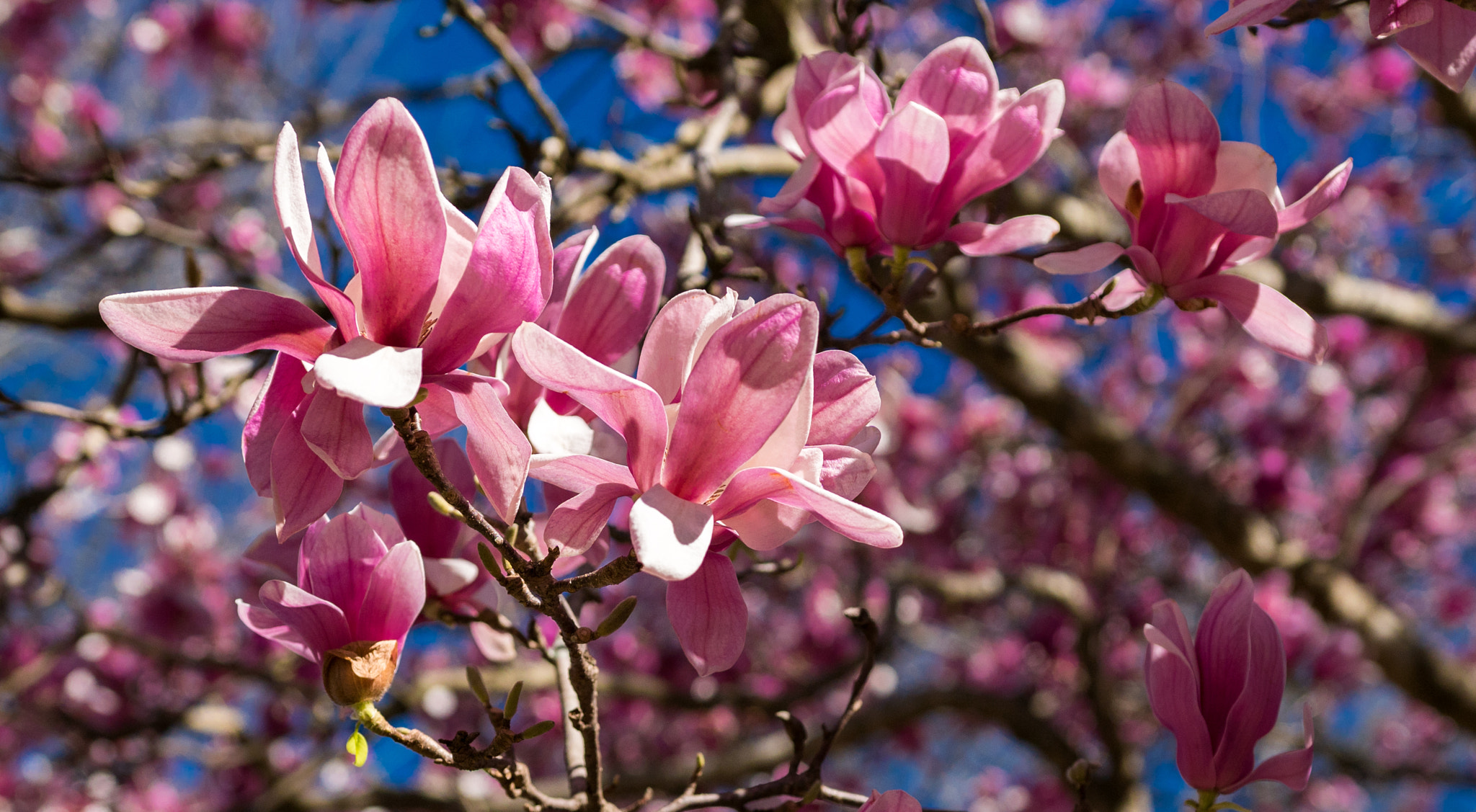 Sony a6300 sample photo. Magnolia blooms photography