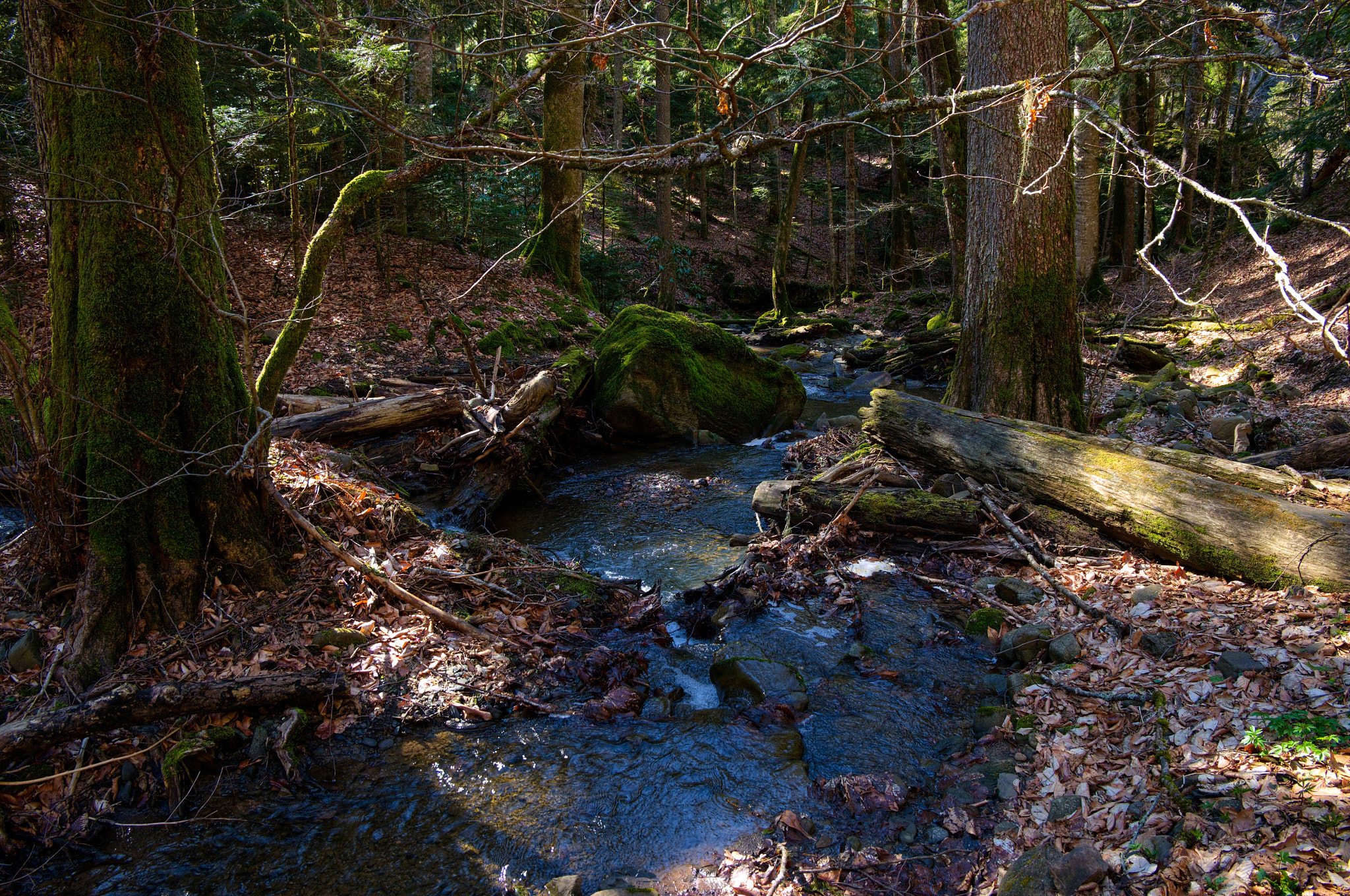 Fujifilm XC 16-50mm F3.5-5.6 OIS sample photo. Forest stream photography