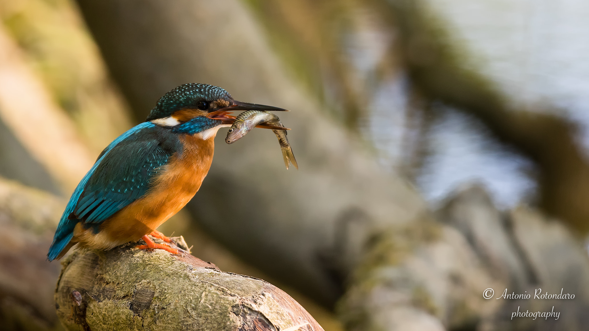 Canon EF 400mm F2.8L IS II USM sample photo. Martin pescatore  photography