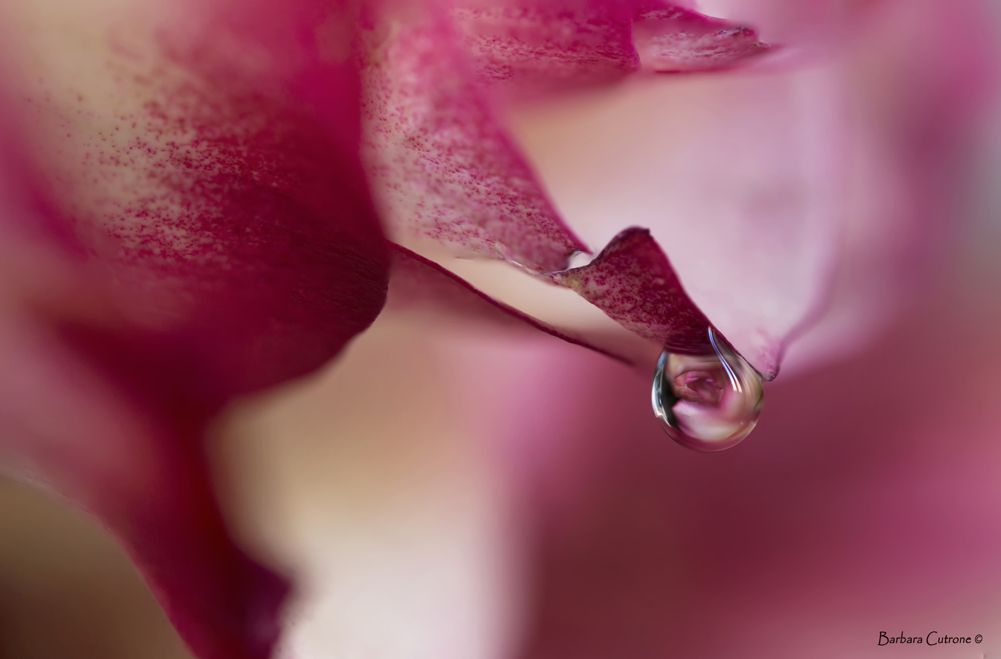 Canon EF-S 60mm F2.8 Macro USM sample photo. Inside me photography