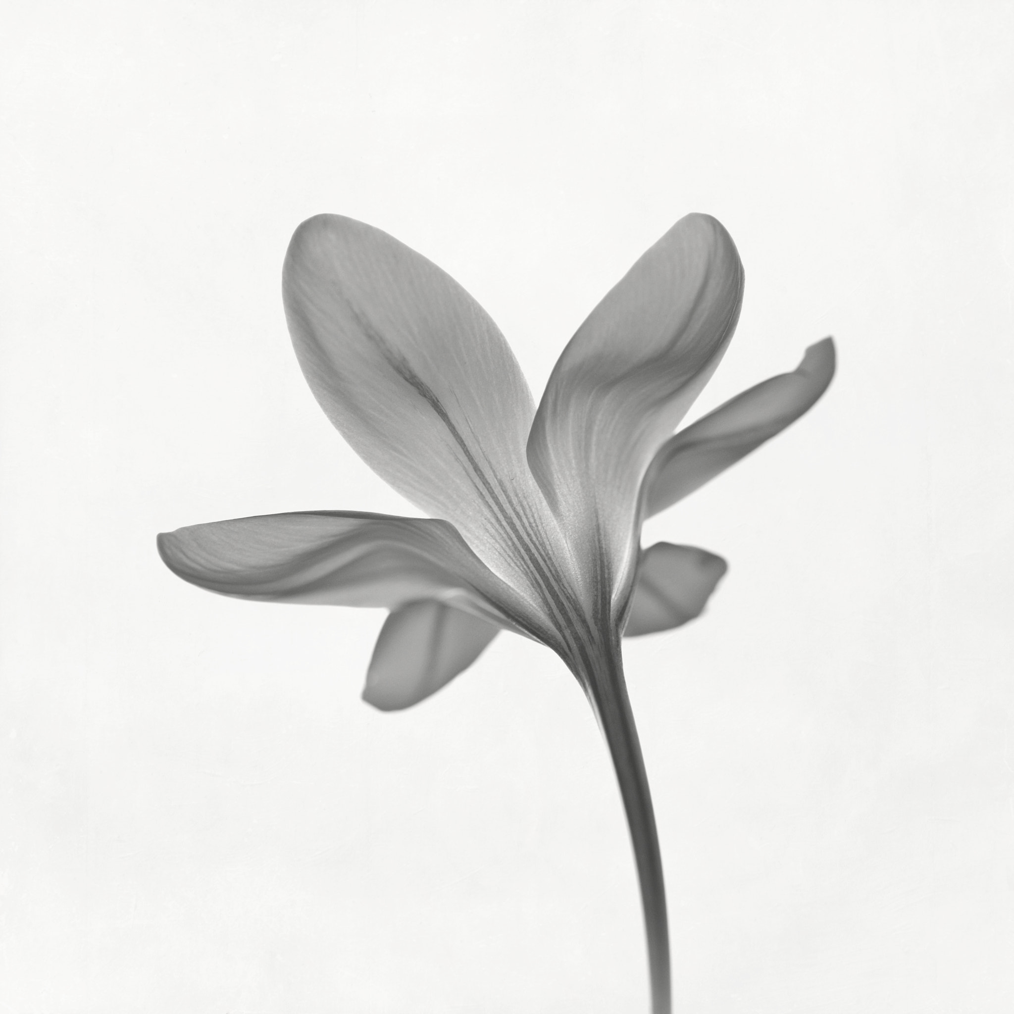 Nikon AF-S Micro-Nikkor 60mm F2.8G ED sample photo. Crocus photography