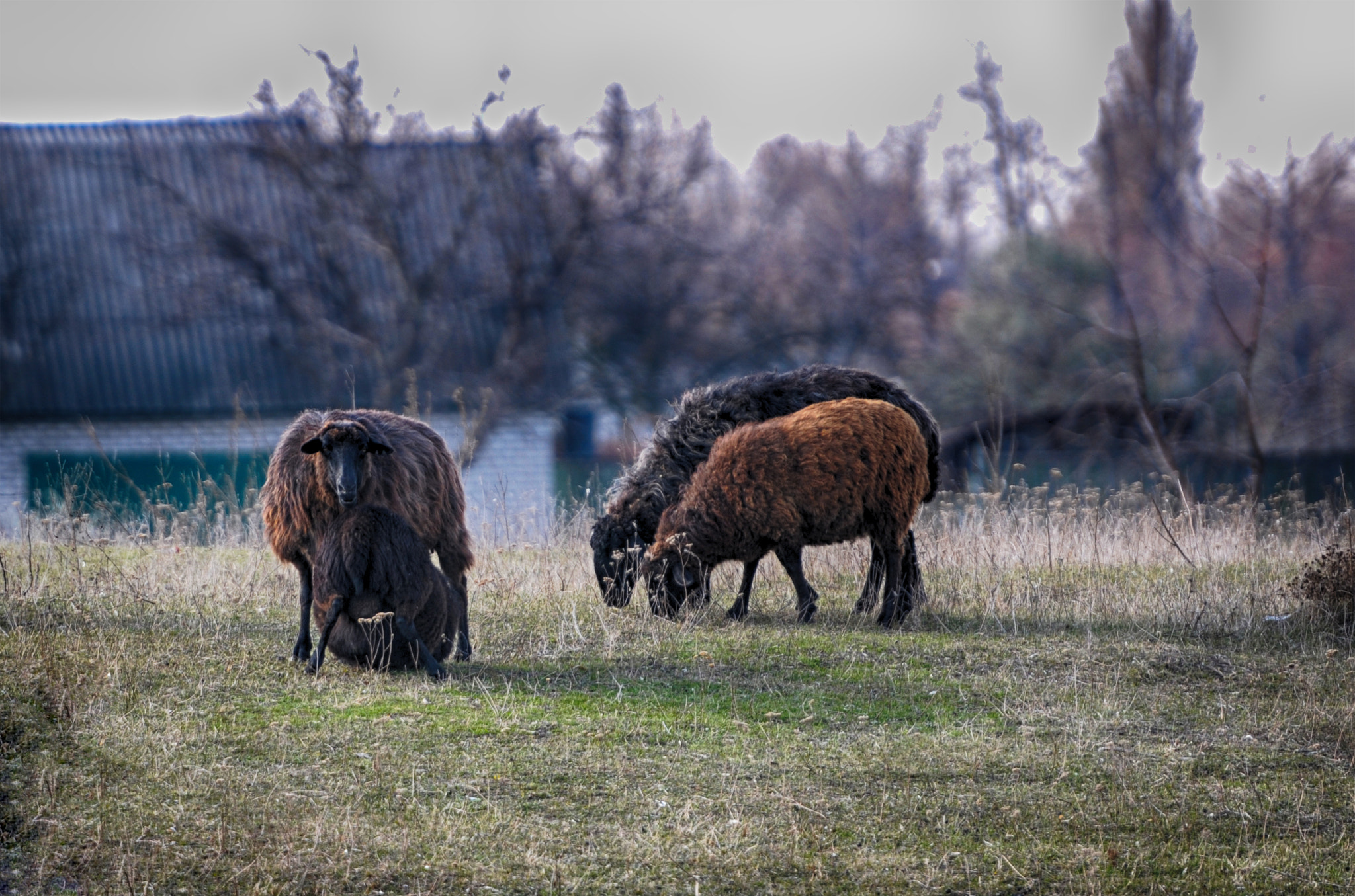 Nikon AF-S Nikkor 70-200mm F2.8G ED VR II sample photo. МАТЕРИНСТВО . . . photography