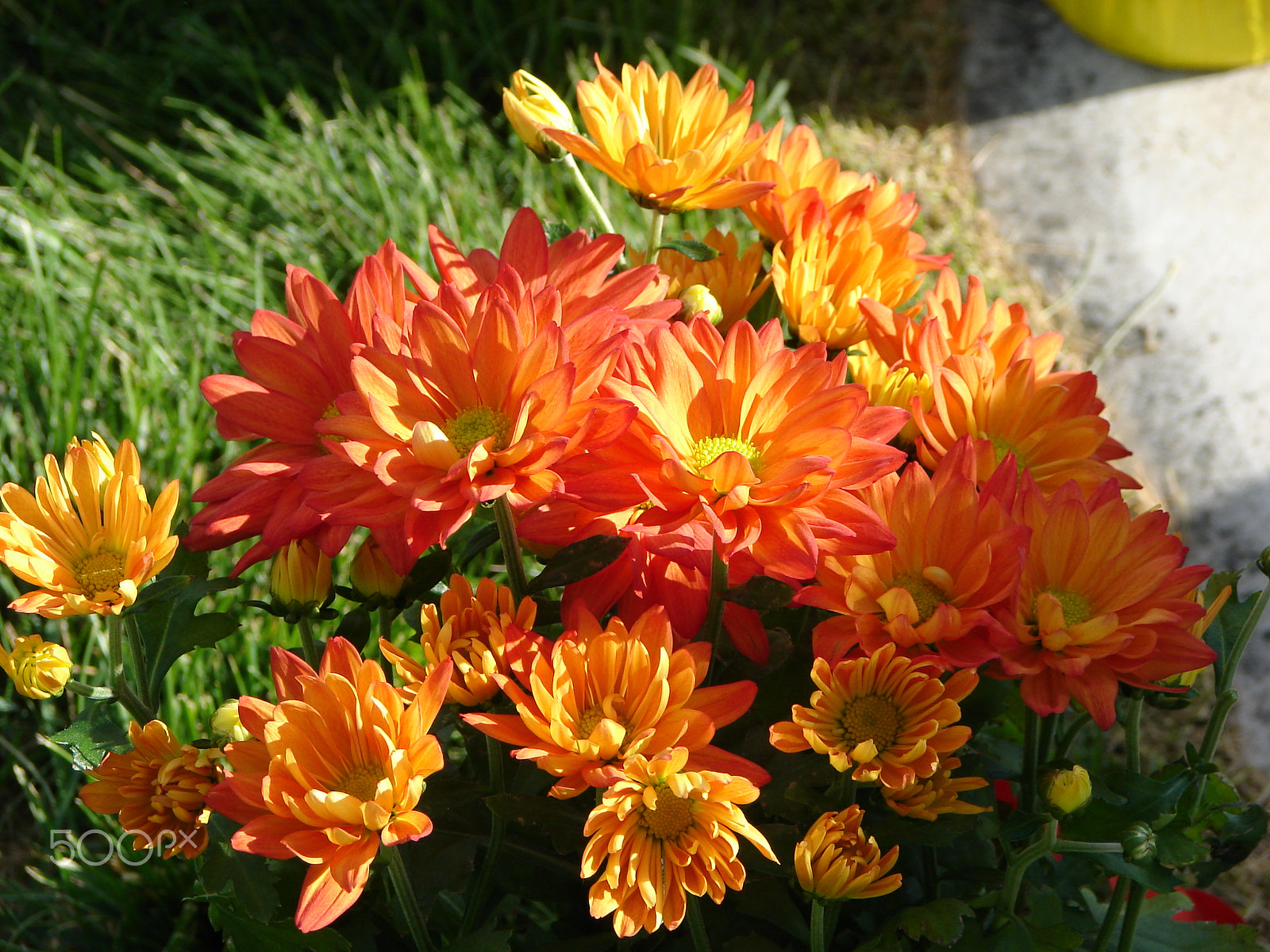 Sony DSC-H1 sample photo. Flowers in bloom photography