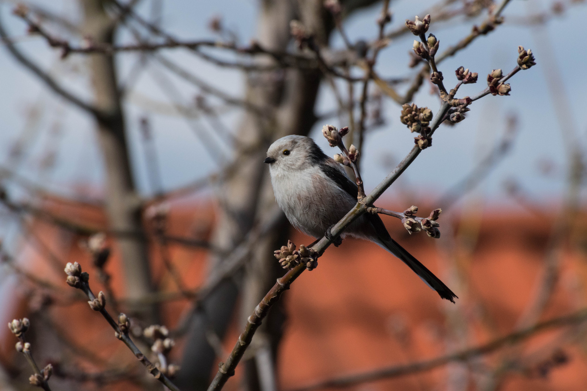 Nikon D5500 sample photo. Long-tailed tit photography