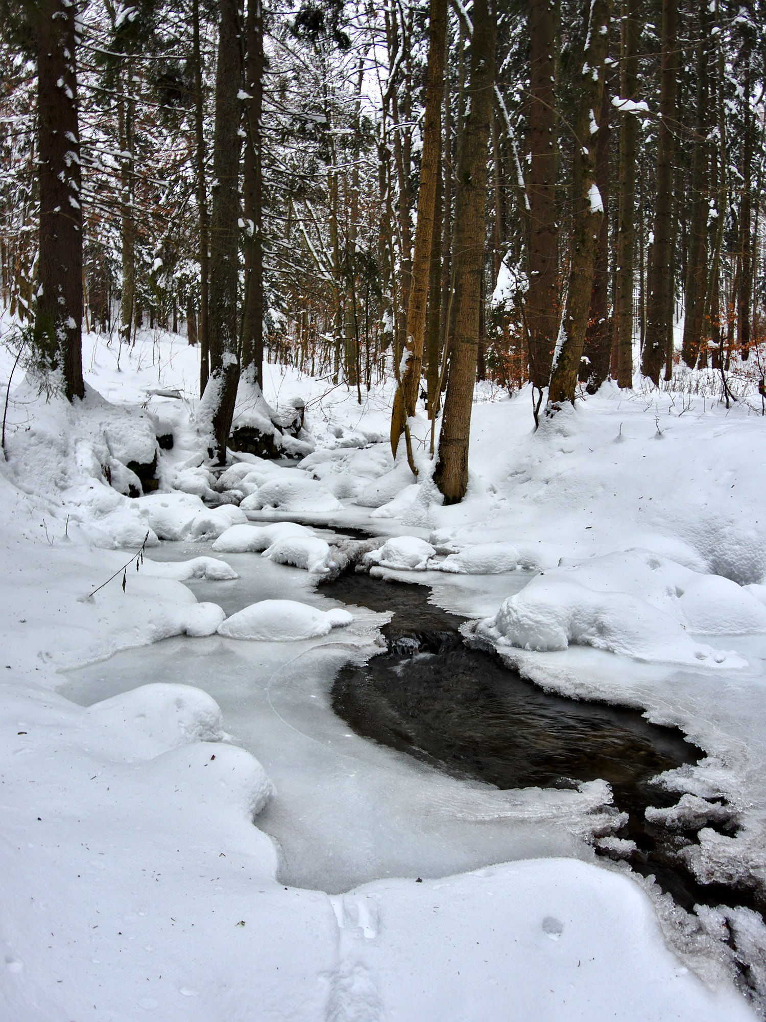 Nikon Coolpix P7800 sample photo. Winter in forest photography