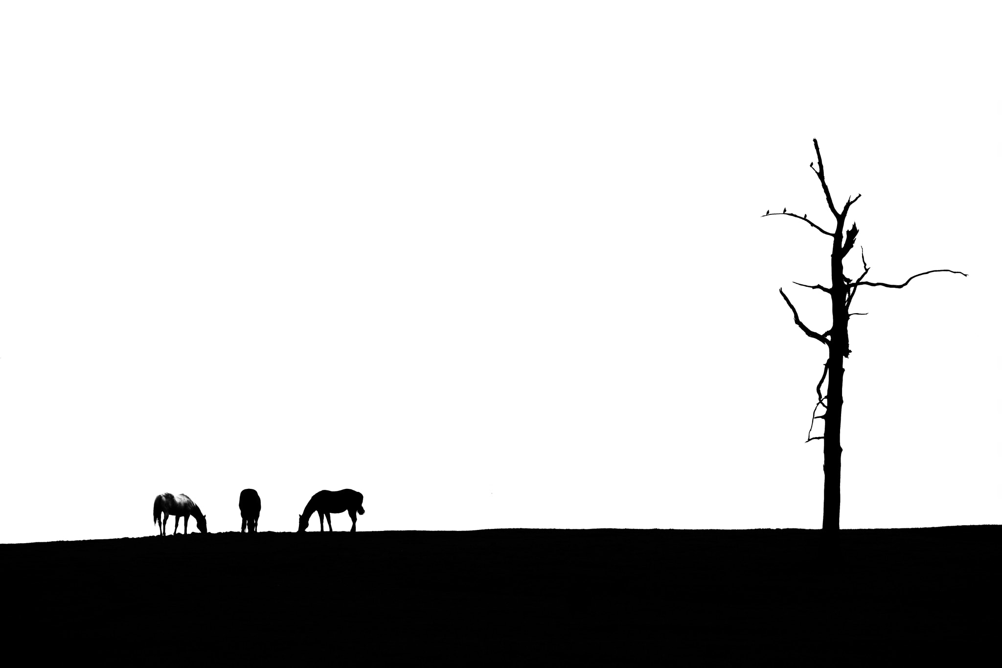 Fujifilm XF 50-140mm F2.8 R LM OIS WR sample photo. Horses in the pasture. photography