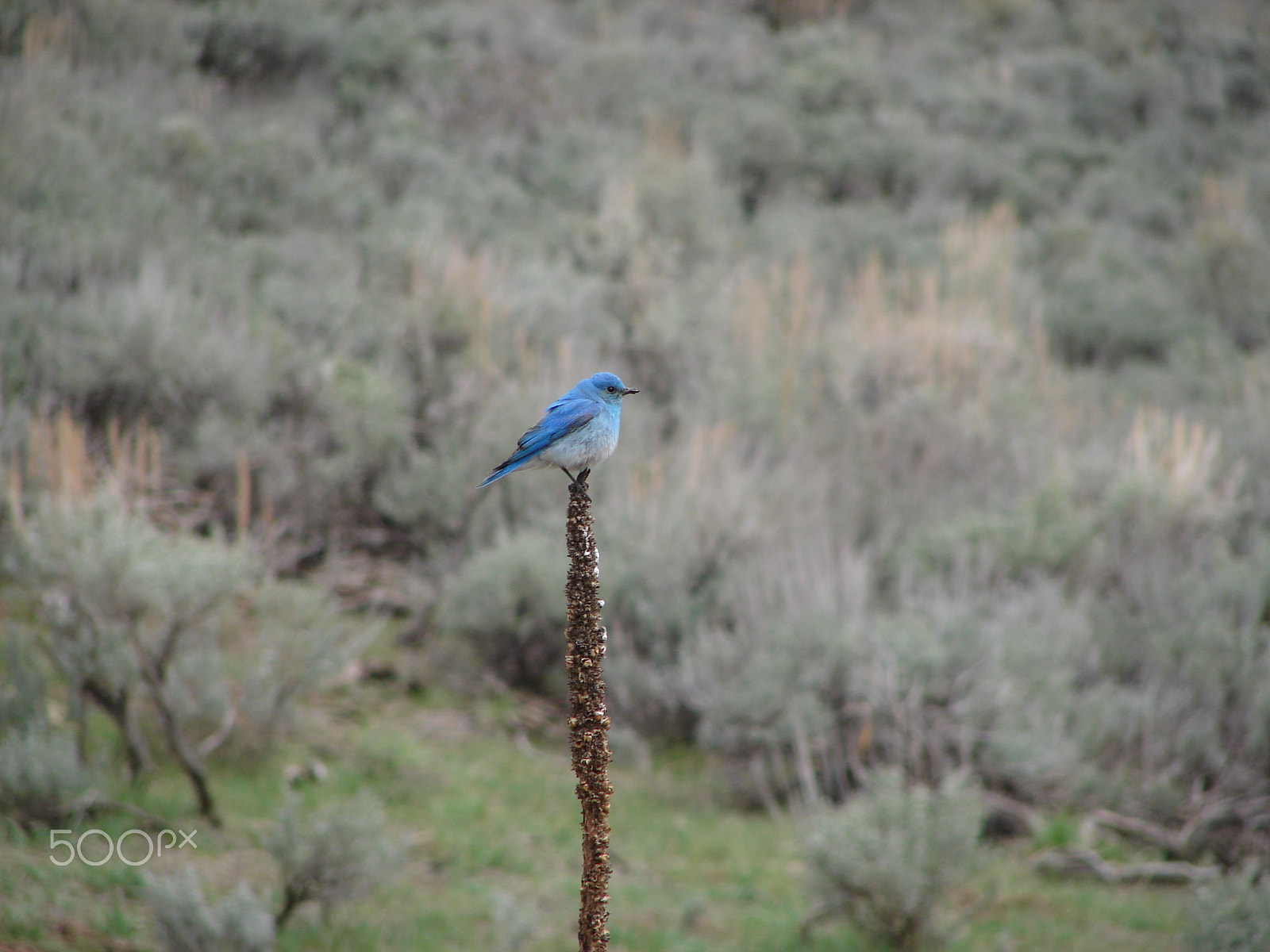 Sony DSC-H1 sample photo. Blue bird photography