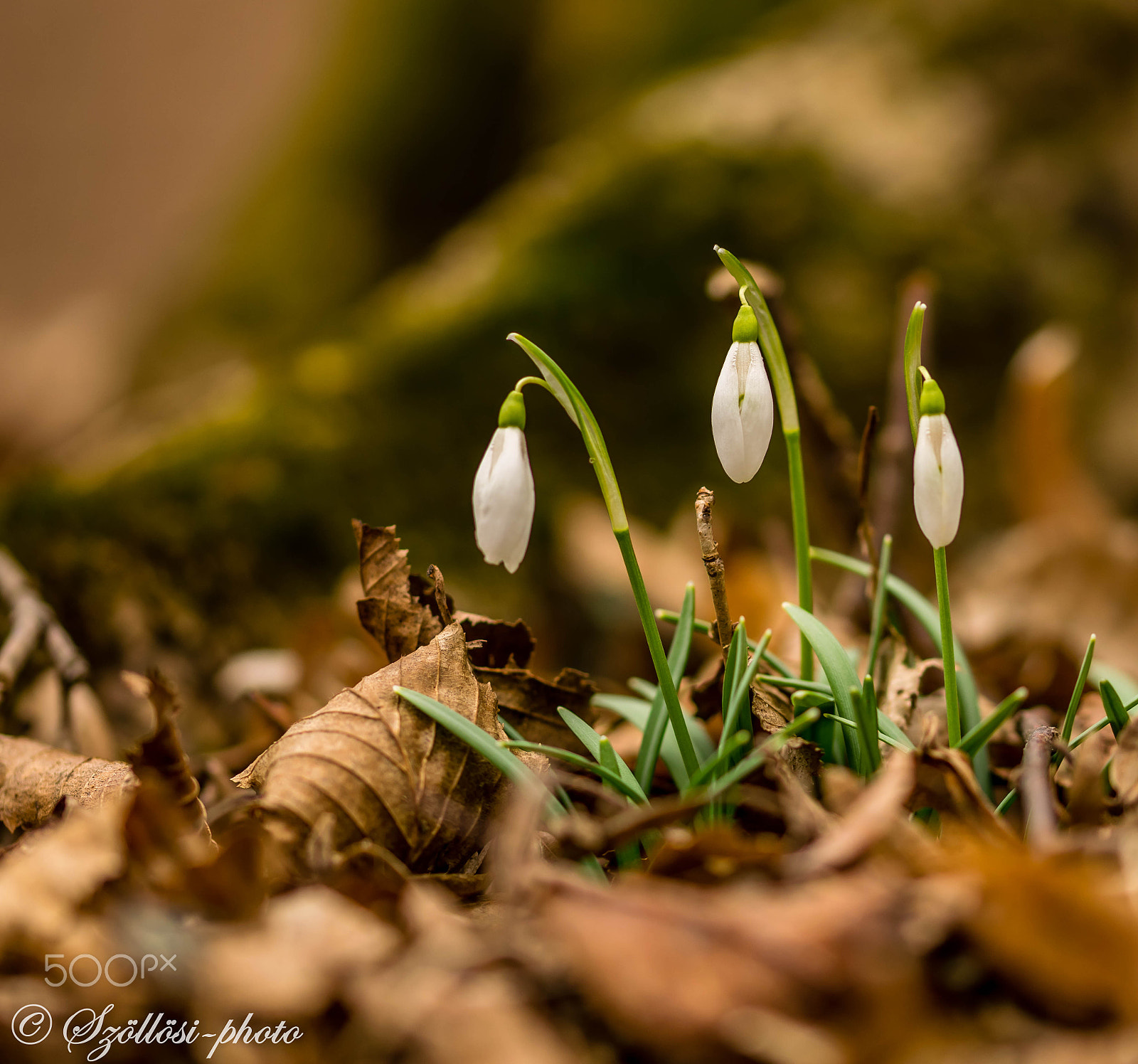 Sigma 105mm F2.8 EX DG OS HSM sample photo. Galanthus photography