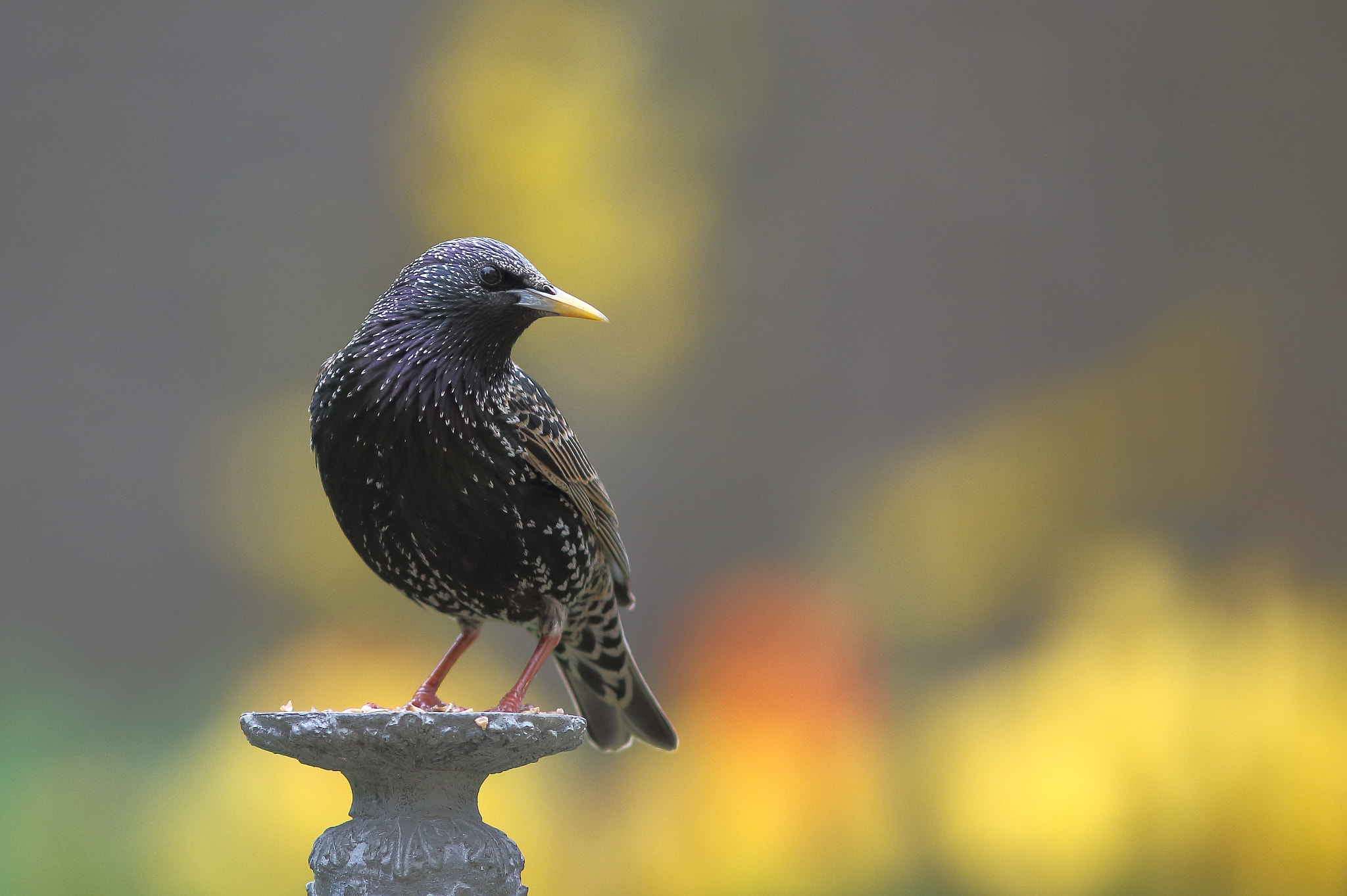 Canon EF 300mm F4L IS USM sample photo. Beauty contest of starlings photography