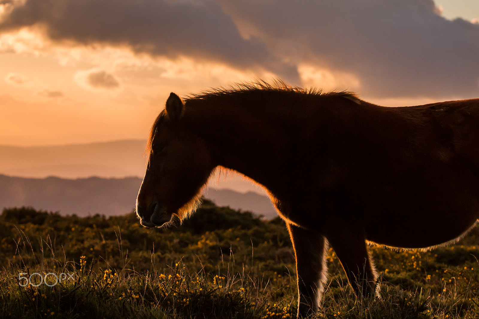Canon EOS 70D + Canon EF 70-200mm F4L USM sample photo. End of the day photography
