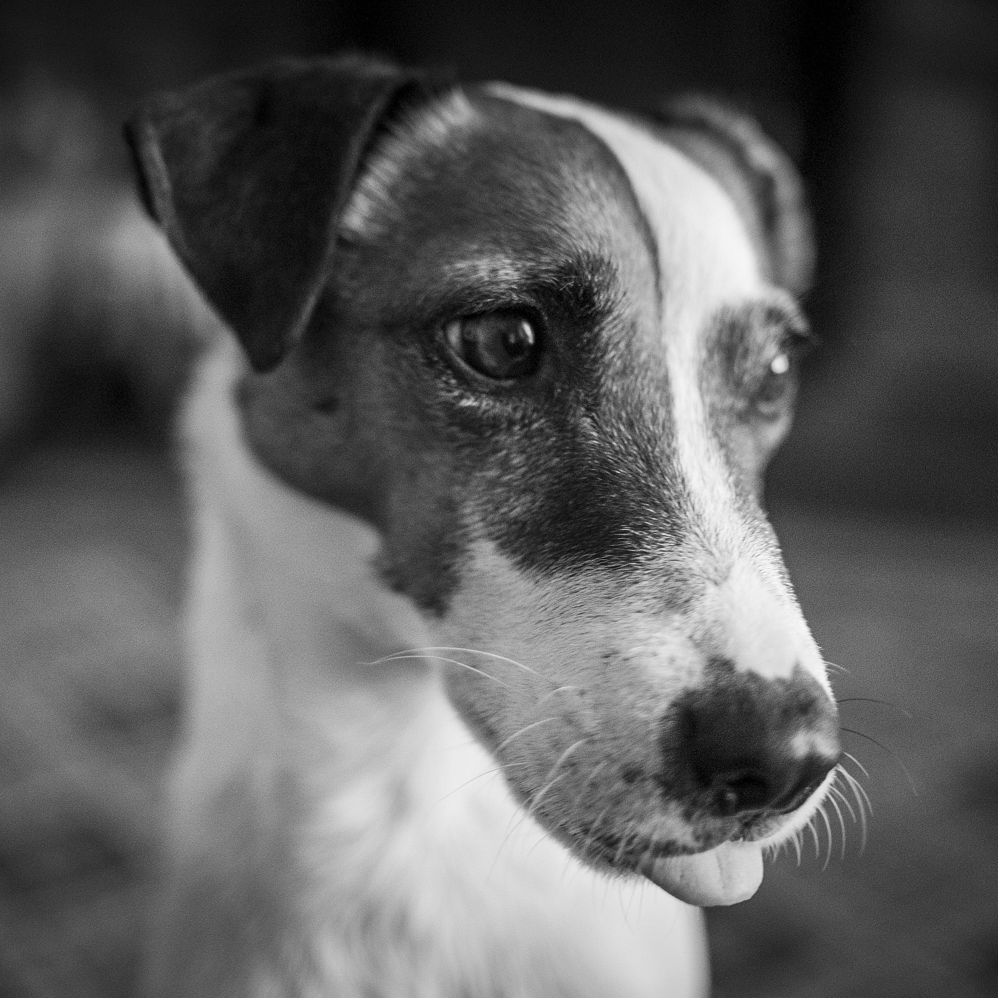 Fujifilm X-Pro1 + Fujifilm XF 23mm F1.4 R sample photo. Edo, jack russel, 7 years old. photography