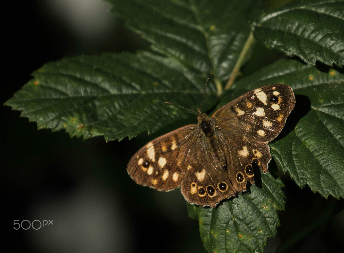 Canon EF 70-300mm F4-5.6L IS USM sample photo. Butterfly photography