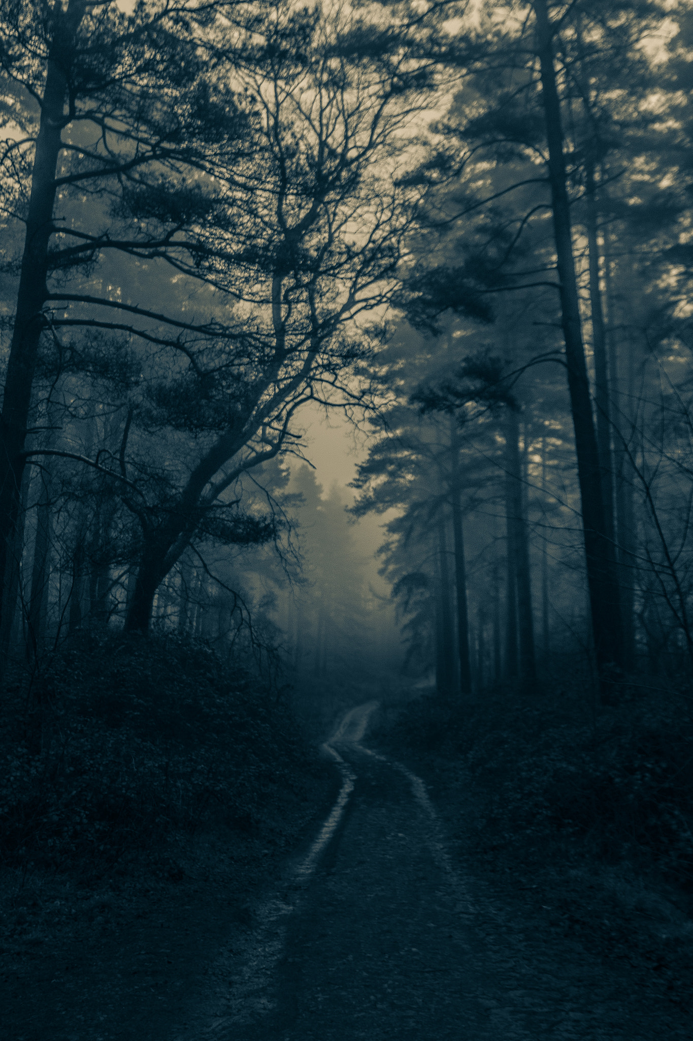 Canon EOS 70D sample photo. Creepy woods photography