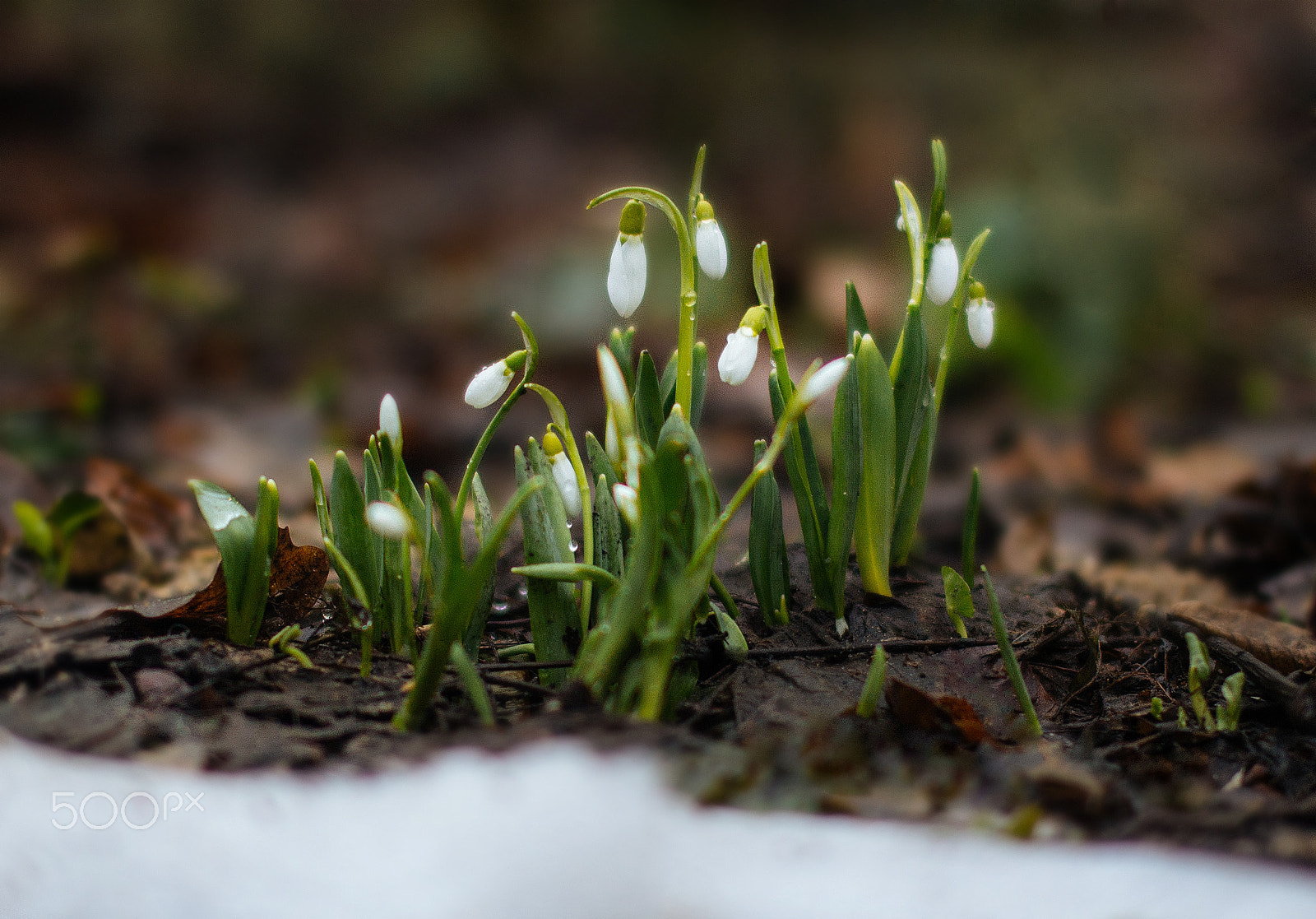 Canon EOS 60D + Sigma 50mm F1.4 EX DG HSM sample photo. First snowdrops photography