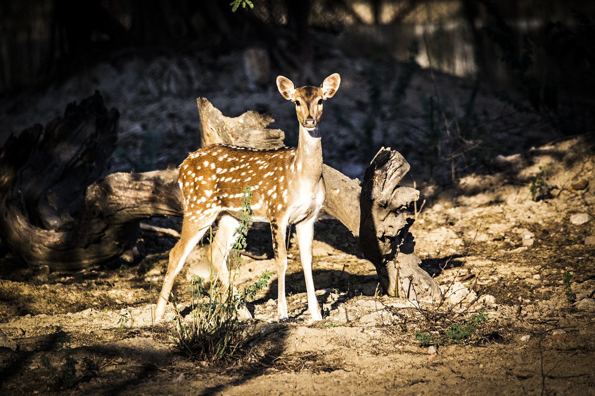 150-600mm F5-6.3 DG OS HSM | Contemporary 015 sample photo. Bambi in real life photography