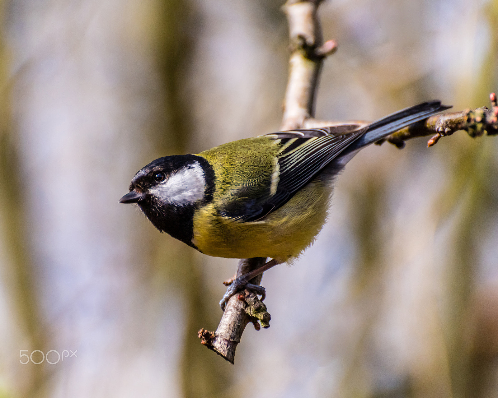 Nikon D810 sample photo. Great tit photography