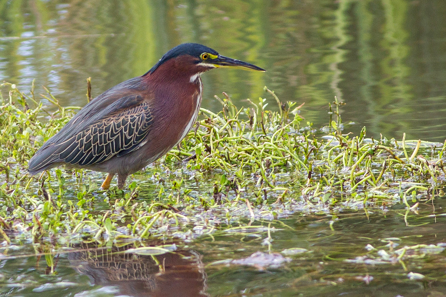 Canon EF 400mm F5.6L USM sample photo. Green heron photography