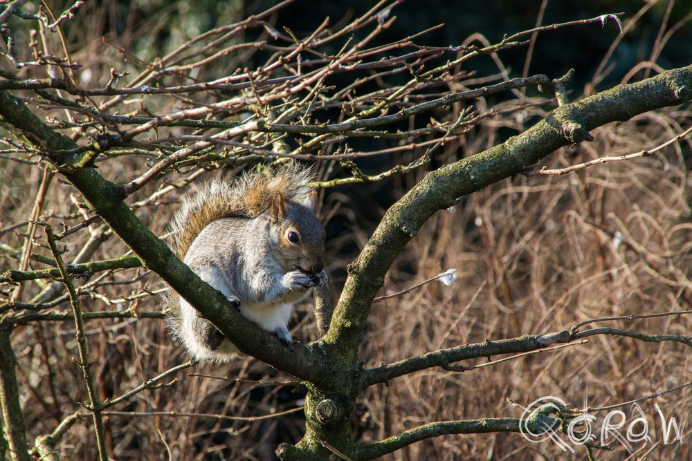Sony SLT-A58 + Sigma 18-200mm F3.5-6.3 DC sample photo. Westminster squirrel photography