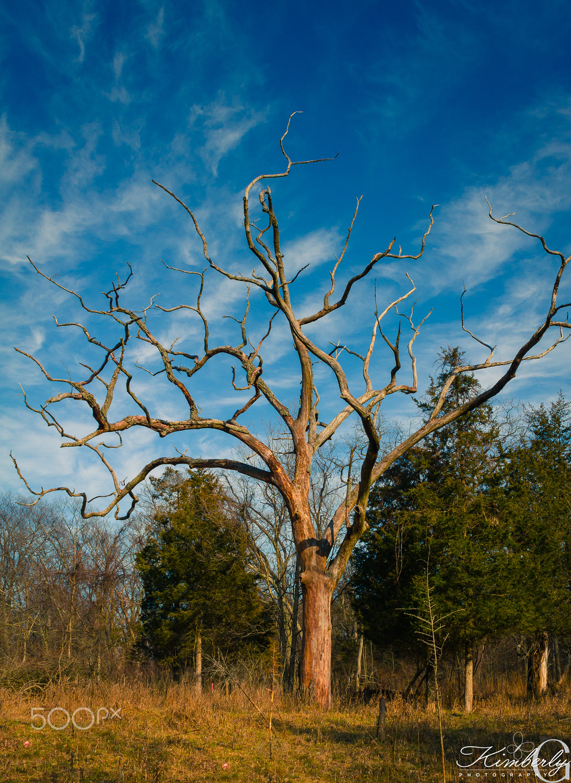 Canon EOS 7D + Sigma 24-70mm F2.8 EX DG Macro sample photo. Lone tree photography