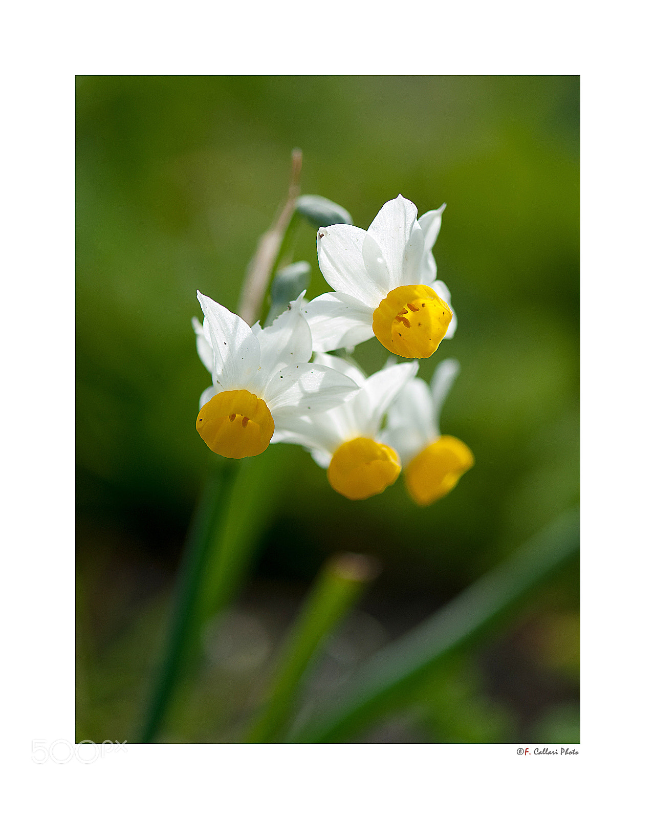 Nikon AF-S Micro-Nikkor 105mm F2.8G IF-ED VR sample photo. Il risveglio della primavera photography