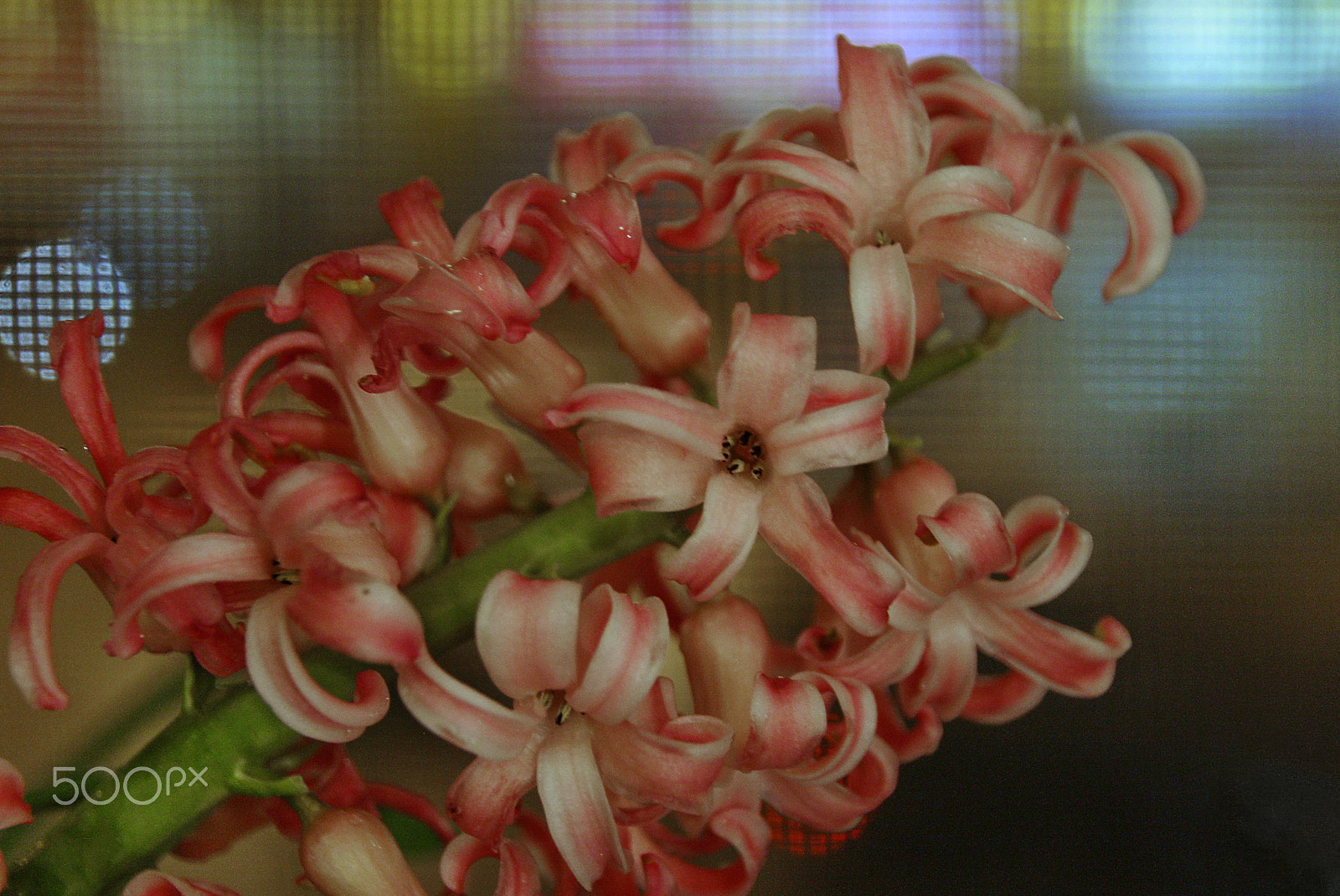 Canon EOS 1000D (EOS Digital Rebel XS / EOS Kiss F) sample photo. Nice spring day photography