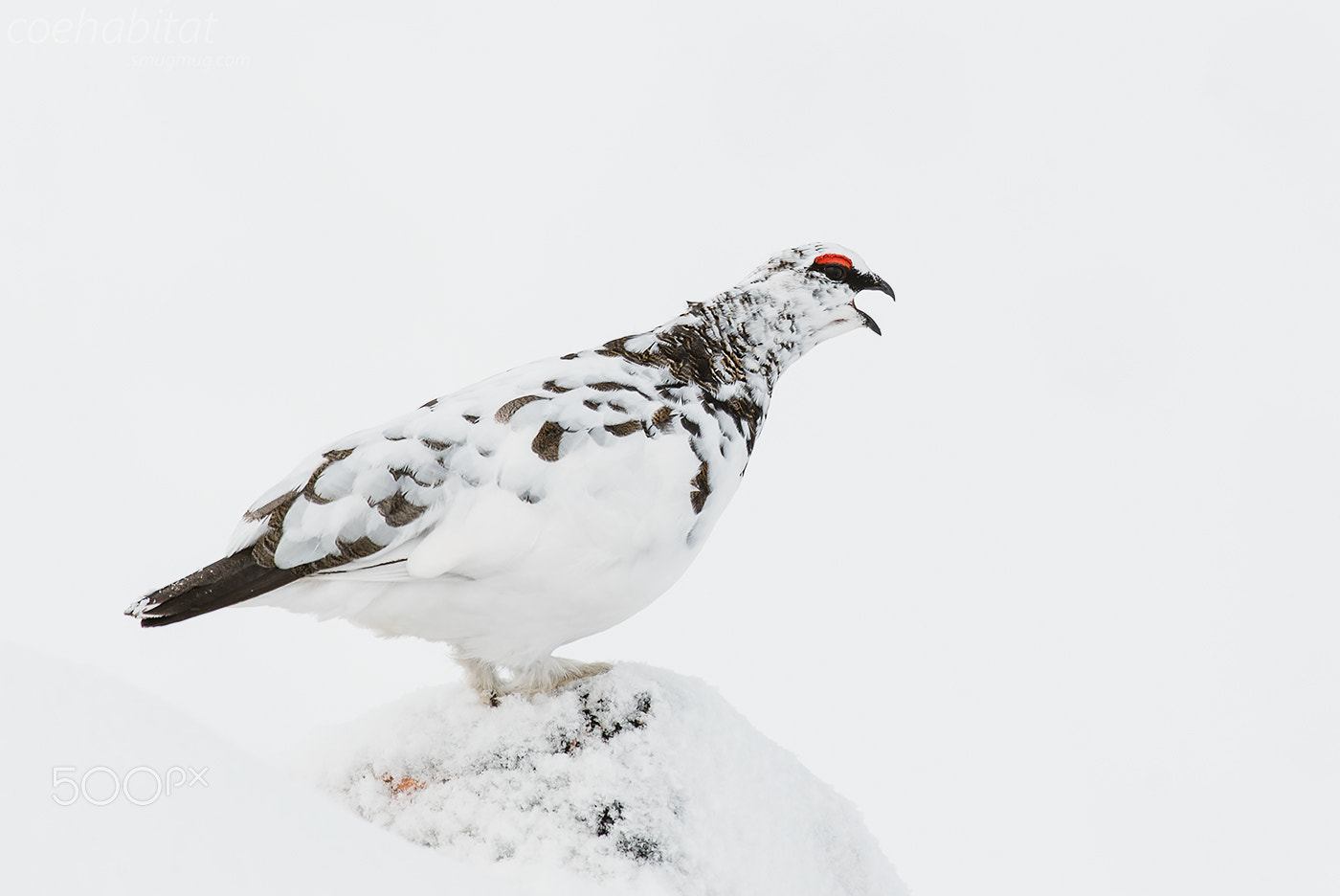 Nikon AF-S Nikkor 200-400mm F4G ED-IF VR sample photo. A bit of croaking photography