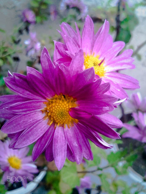 Samsung Galaxy S sample photo. Purple flower photography