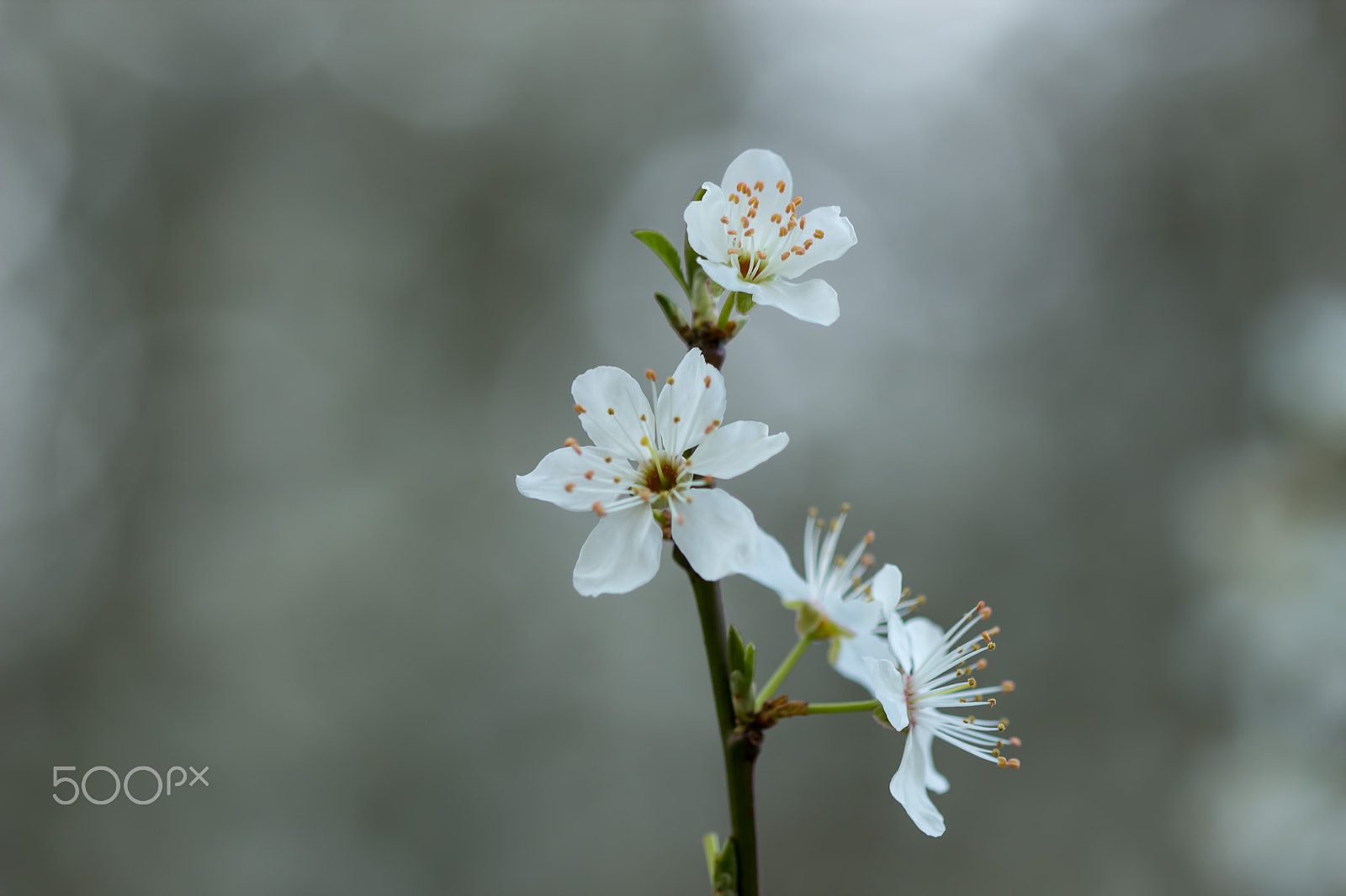 Canon EF 100mm F2.8 Macro USM sample photo. Spring blossom photography